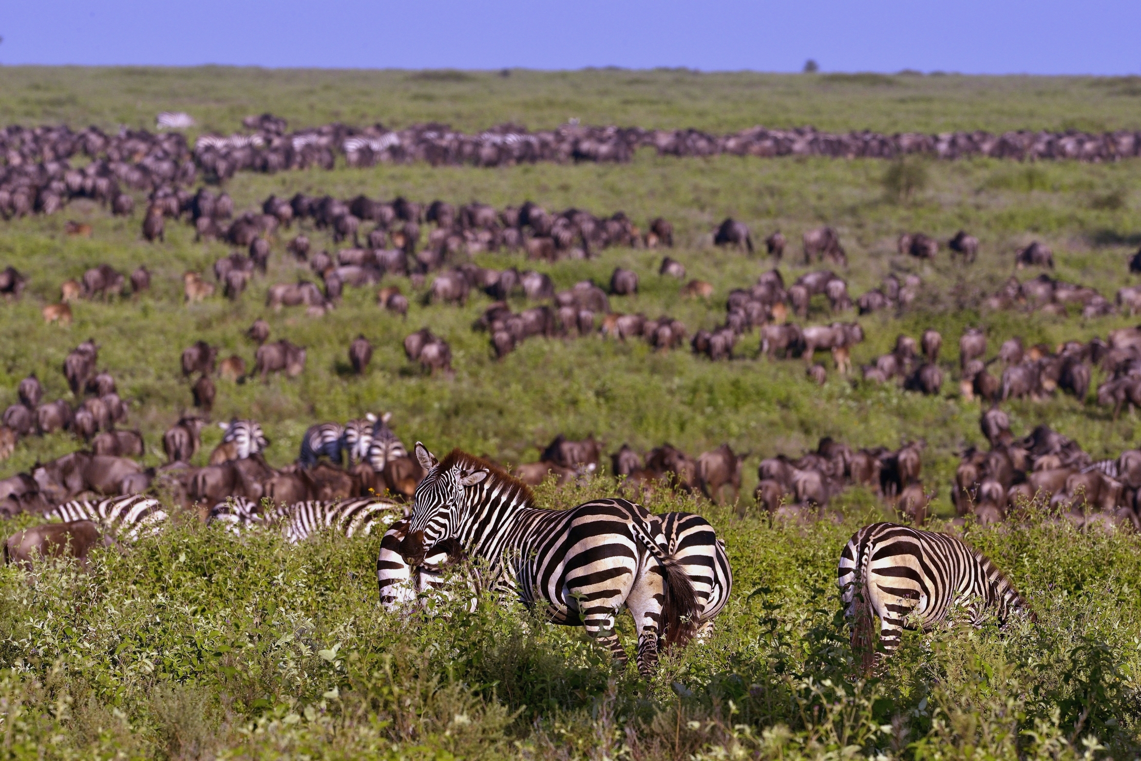 Ngorongoro Cocervation Area - La grande migrazione