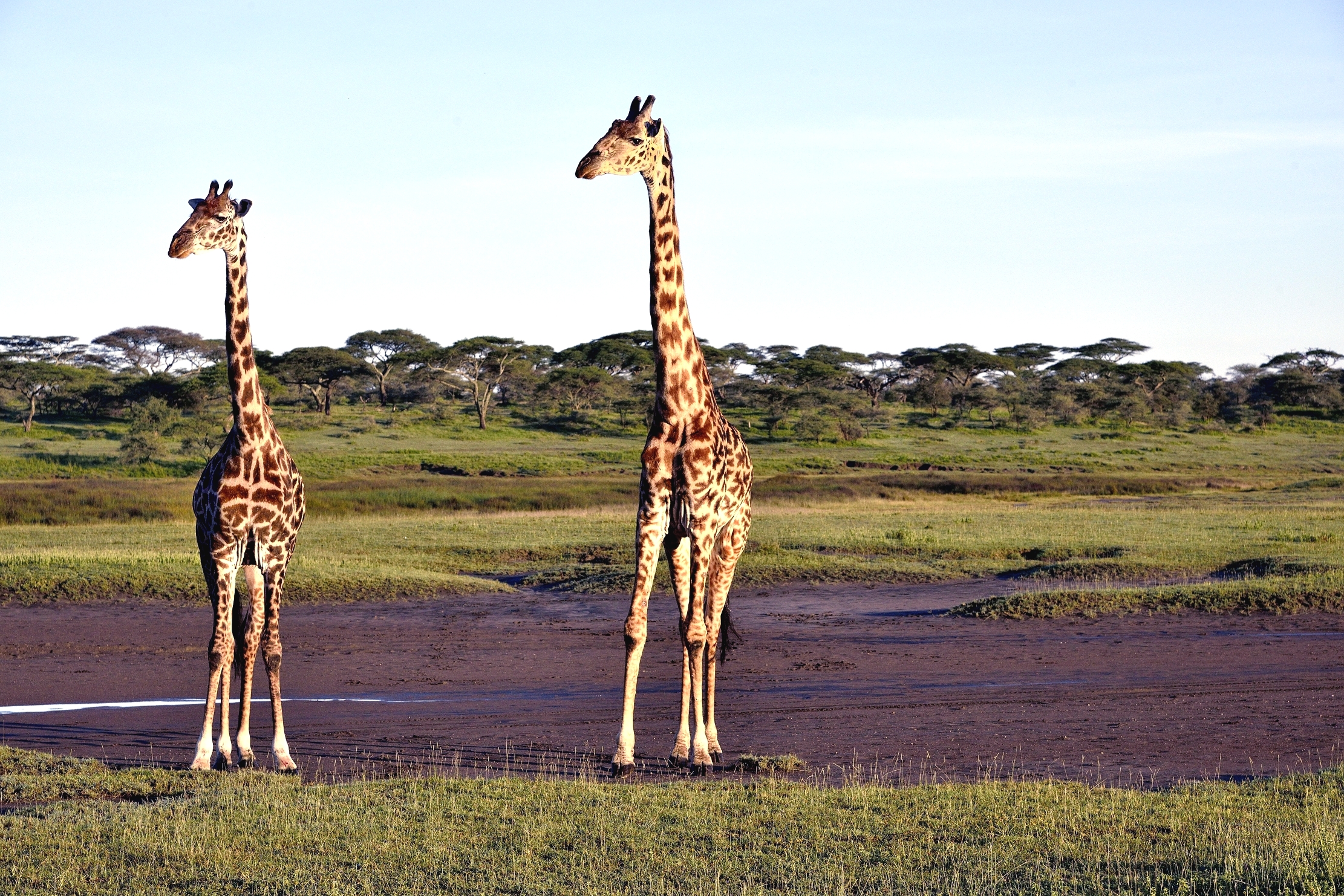 Ngorongoro Cocervation Area - Giraffe