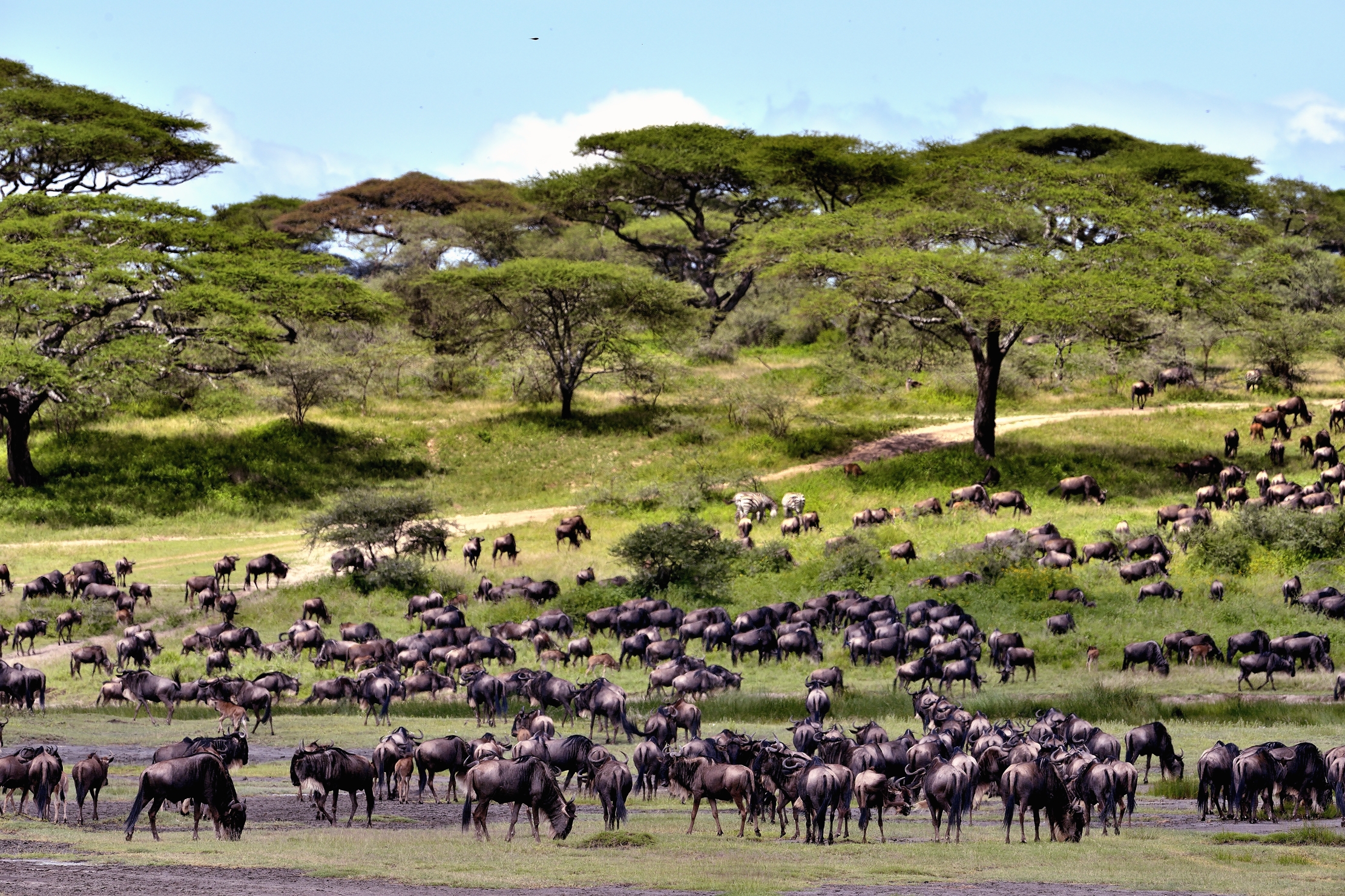 Ngorongoro Cocervation Area - La grande migrazione