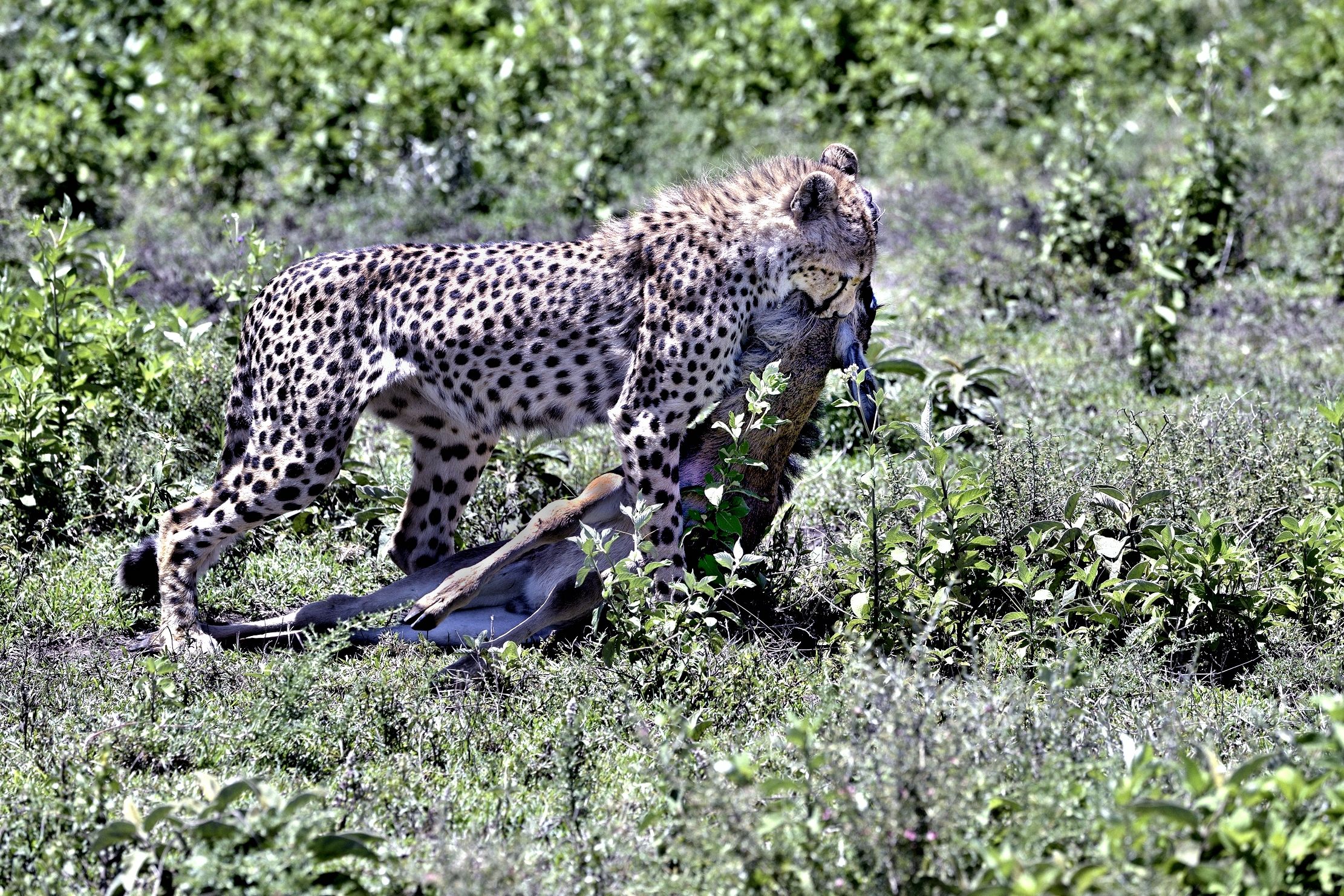 Ngorongoro Cons. Area - Ghepardi scene di caccia