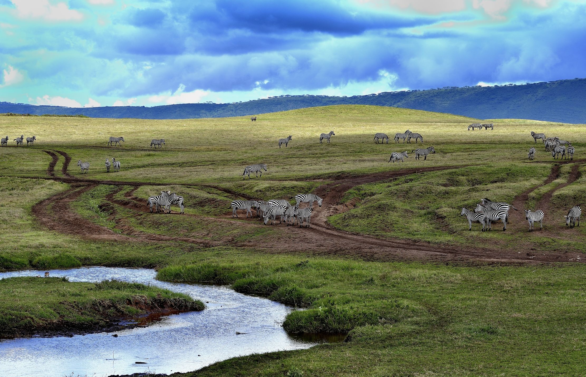 Ngorongoro Crater - Zebre