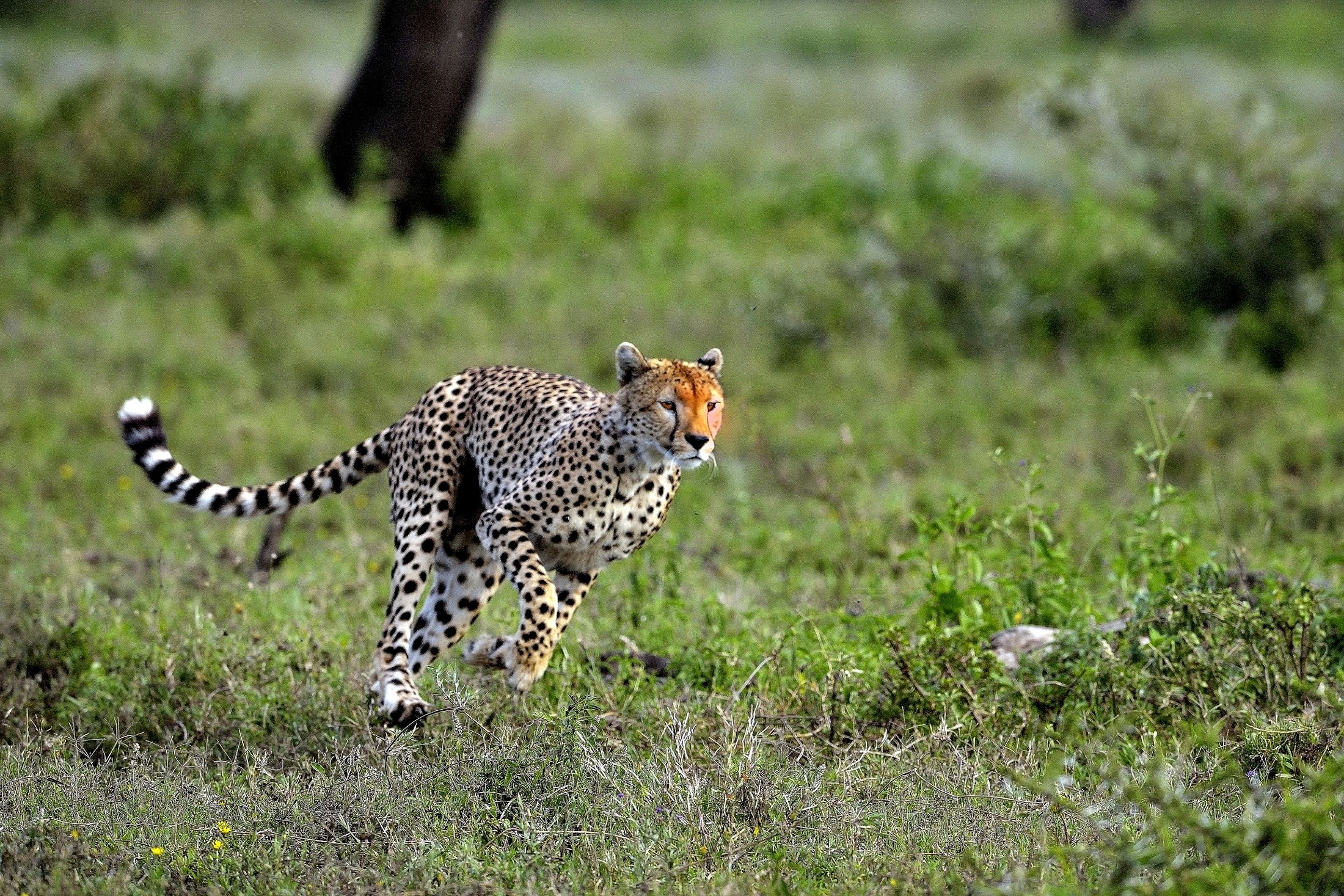 Ngorongoro Cons. Area - Ghepardo