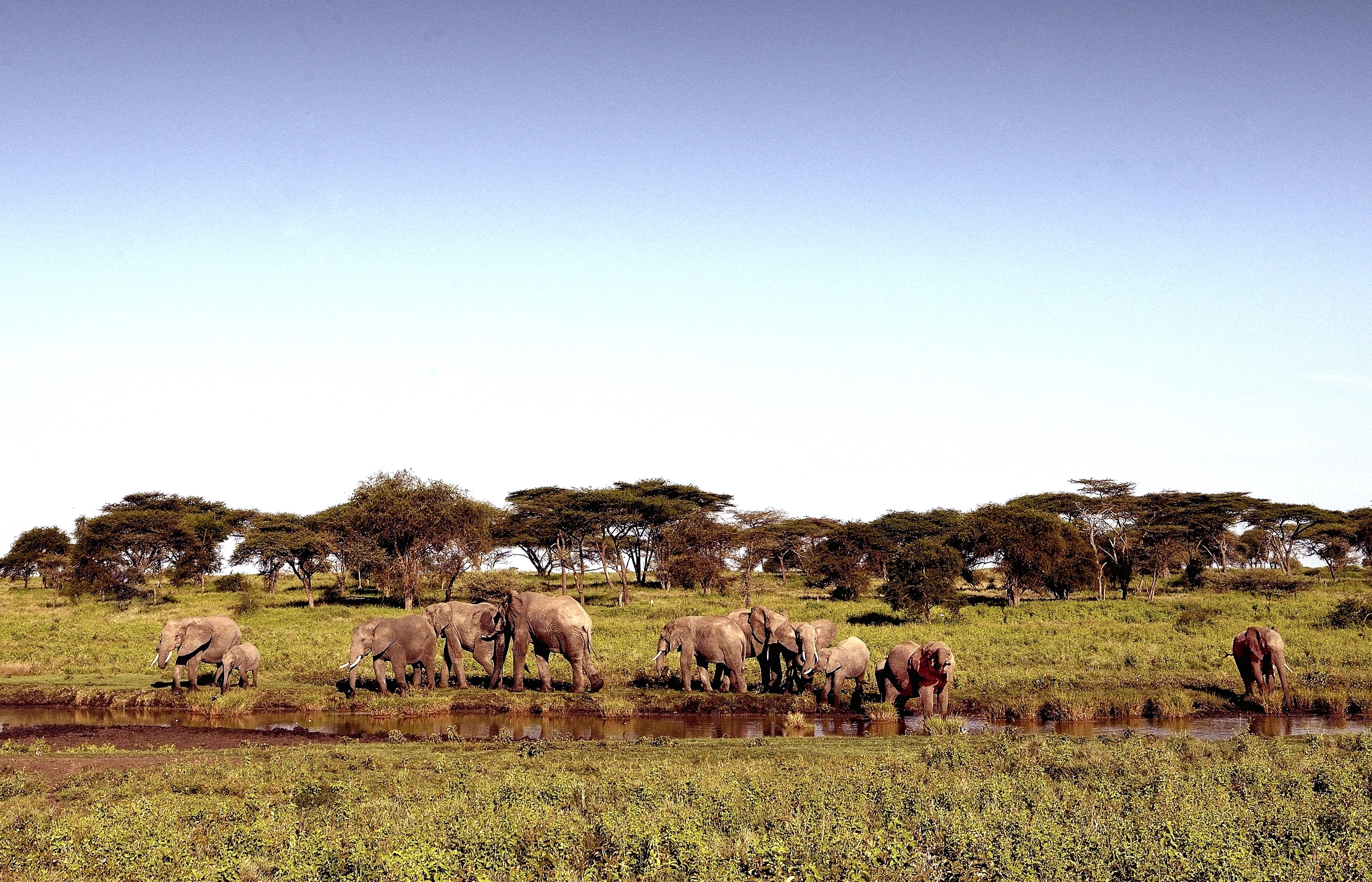 Ngorongoro Cons. Area - Elefanti
