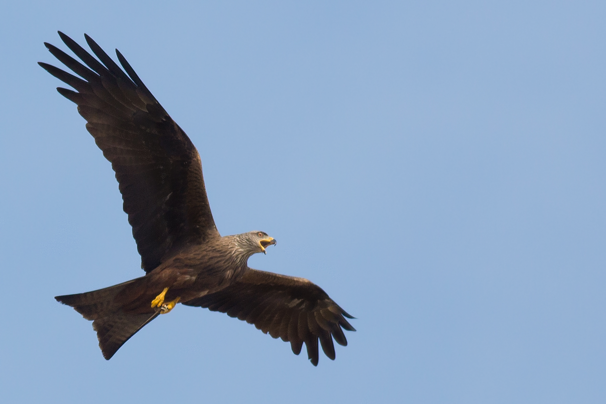 The howl of the Black Kite