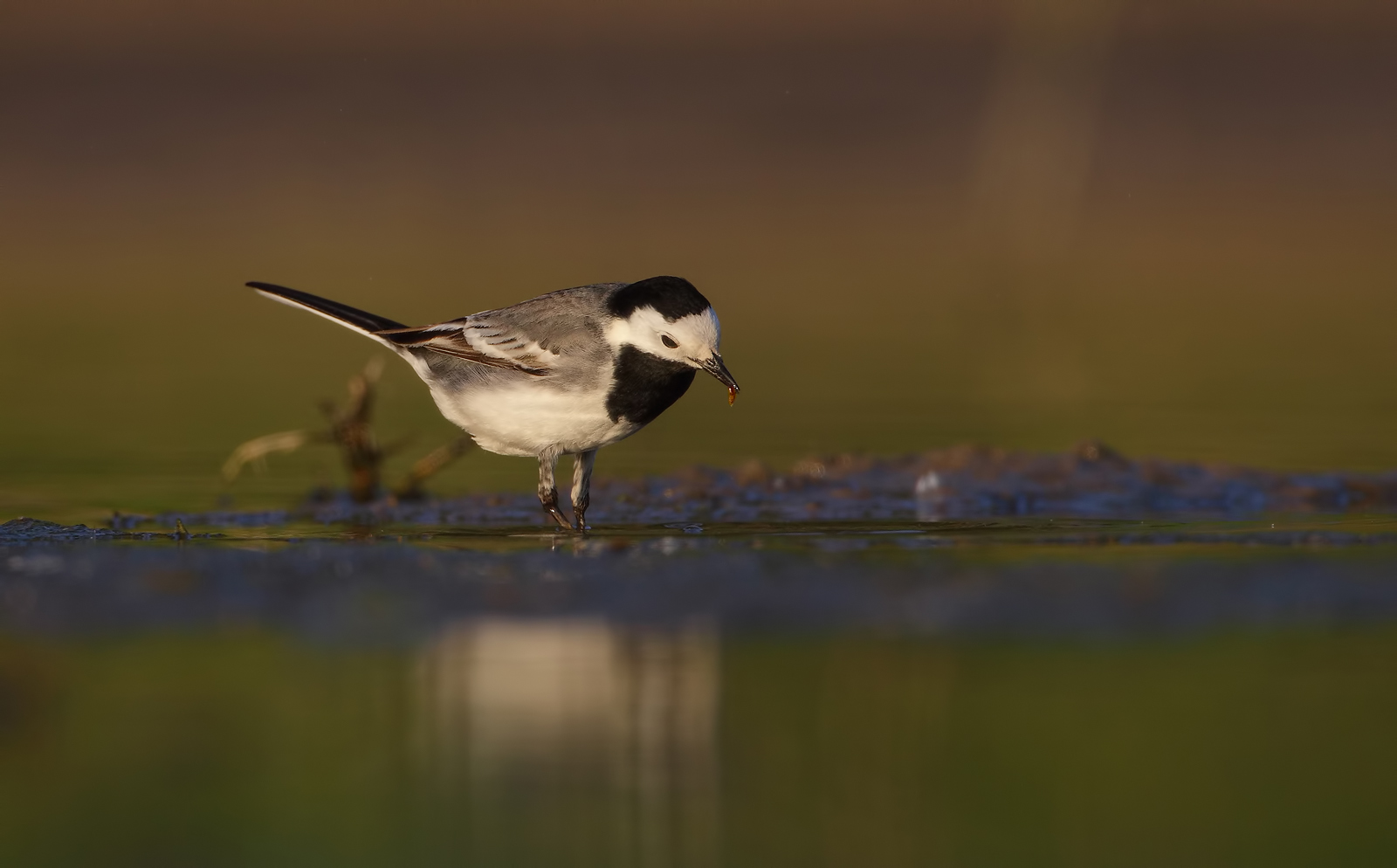 Bianco/nero e colori ( ballerina bianca )