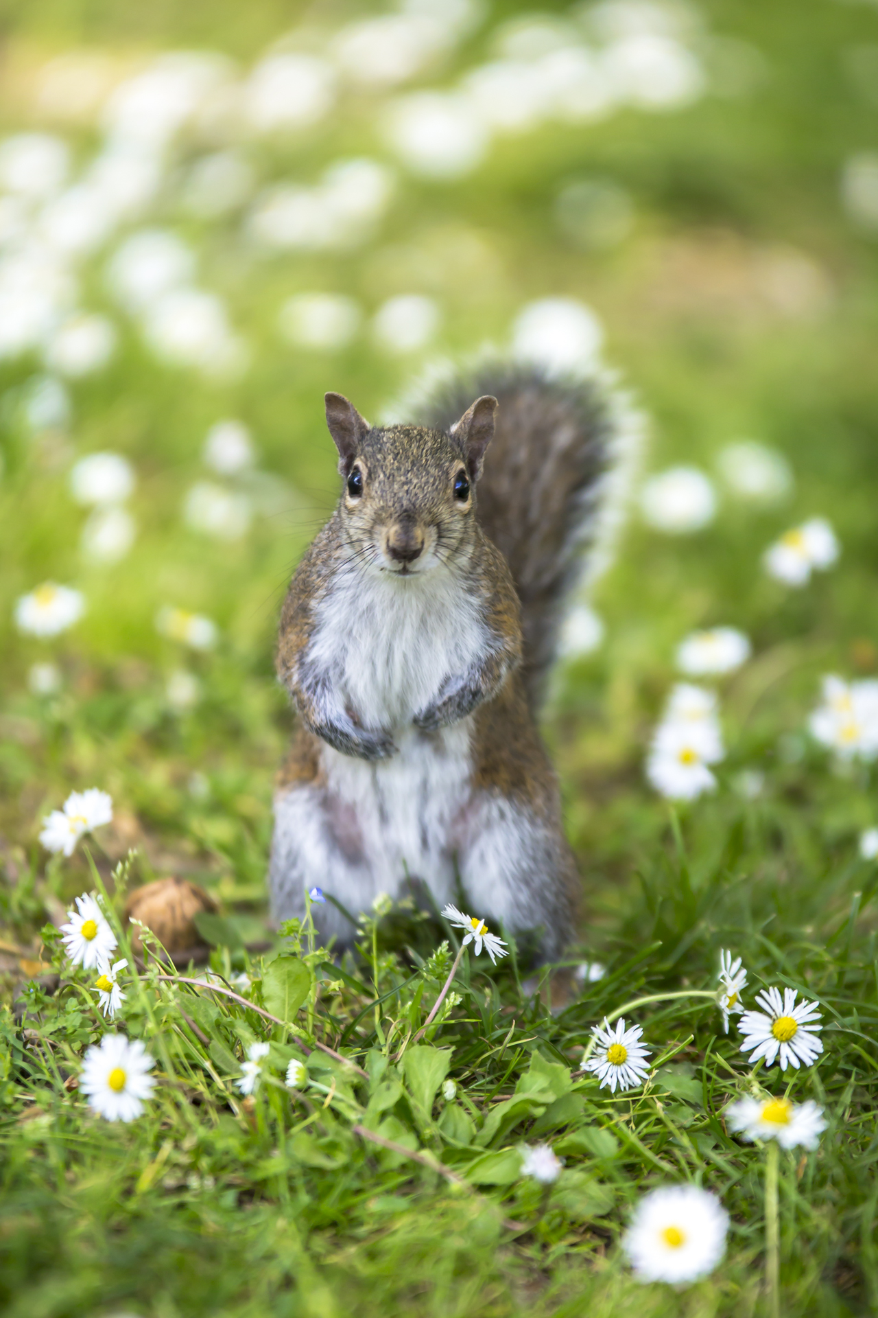 Scoiattolo - Sciurus Carolinensis
