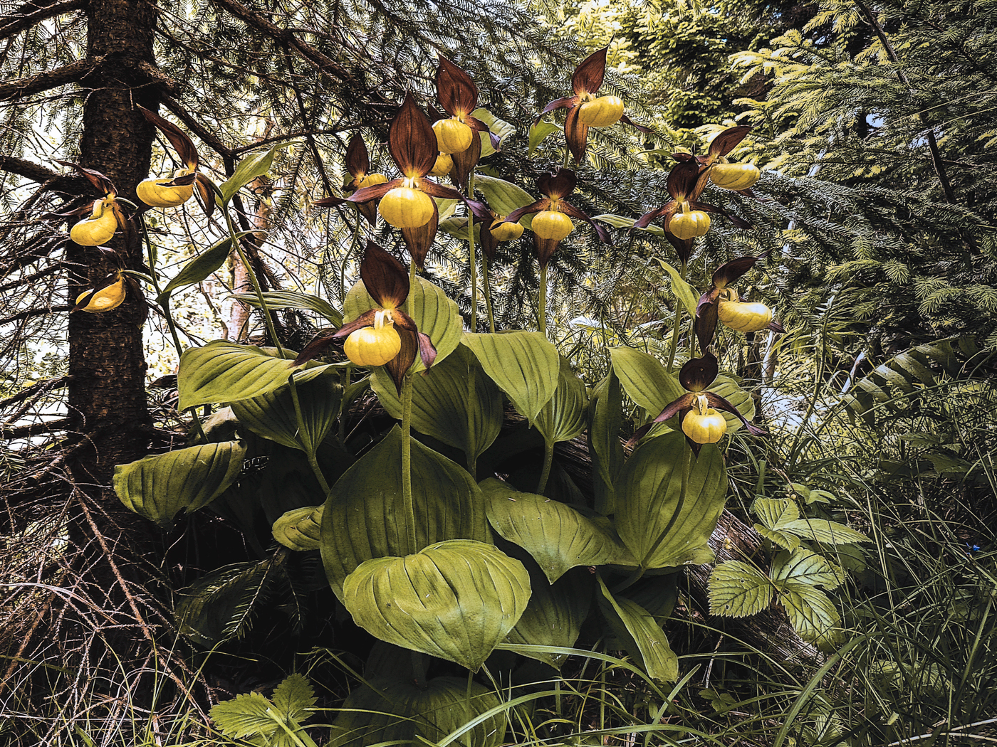 Cypripedium calceolus
