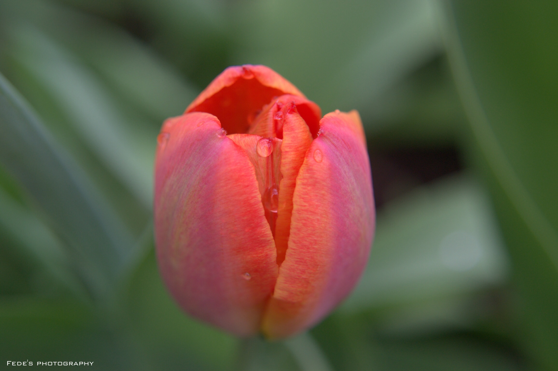Tulip