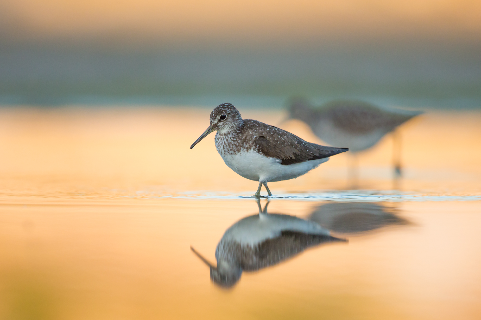 piro piro al tramonto