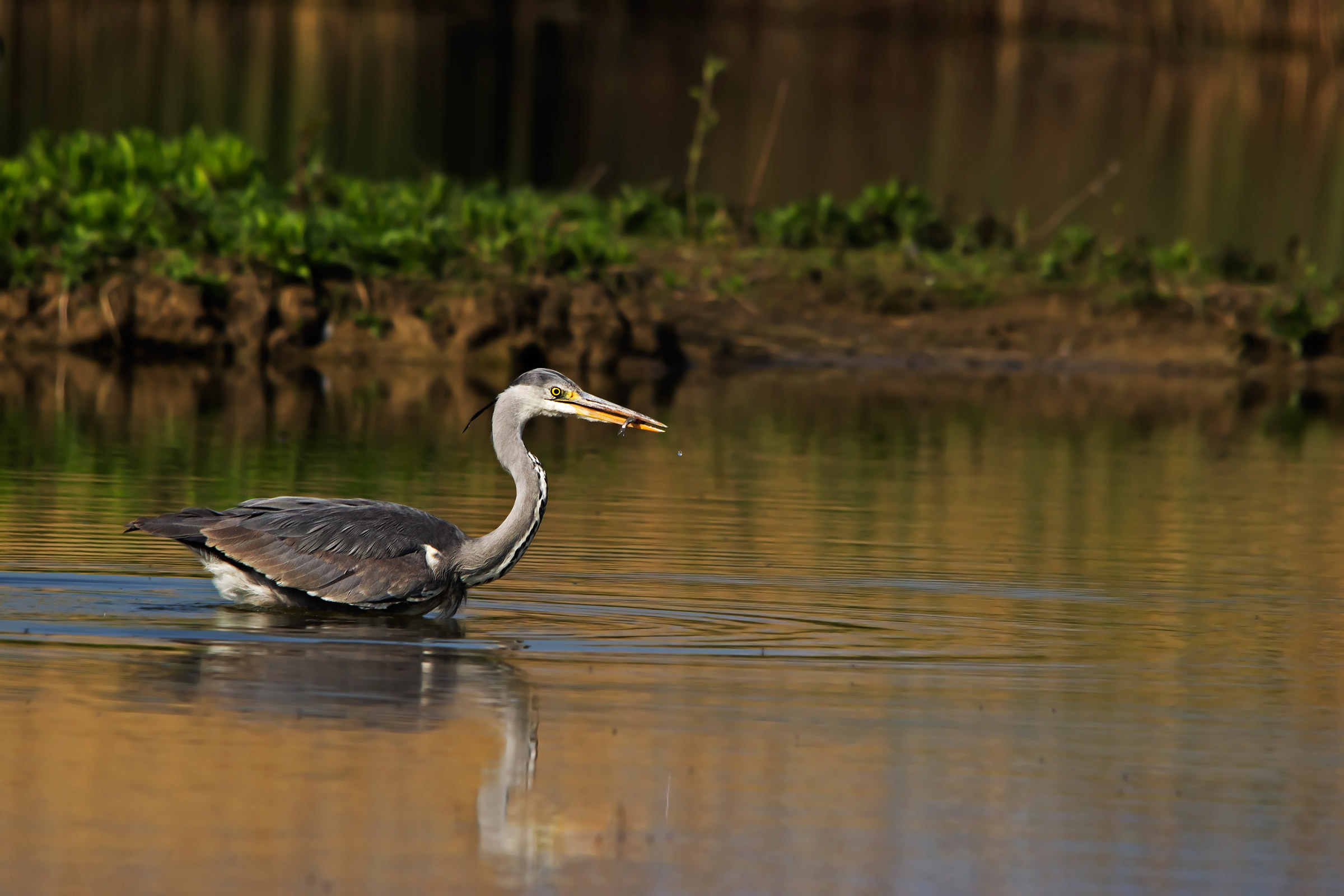 Heron fishing