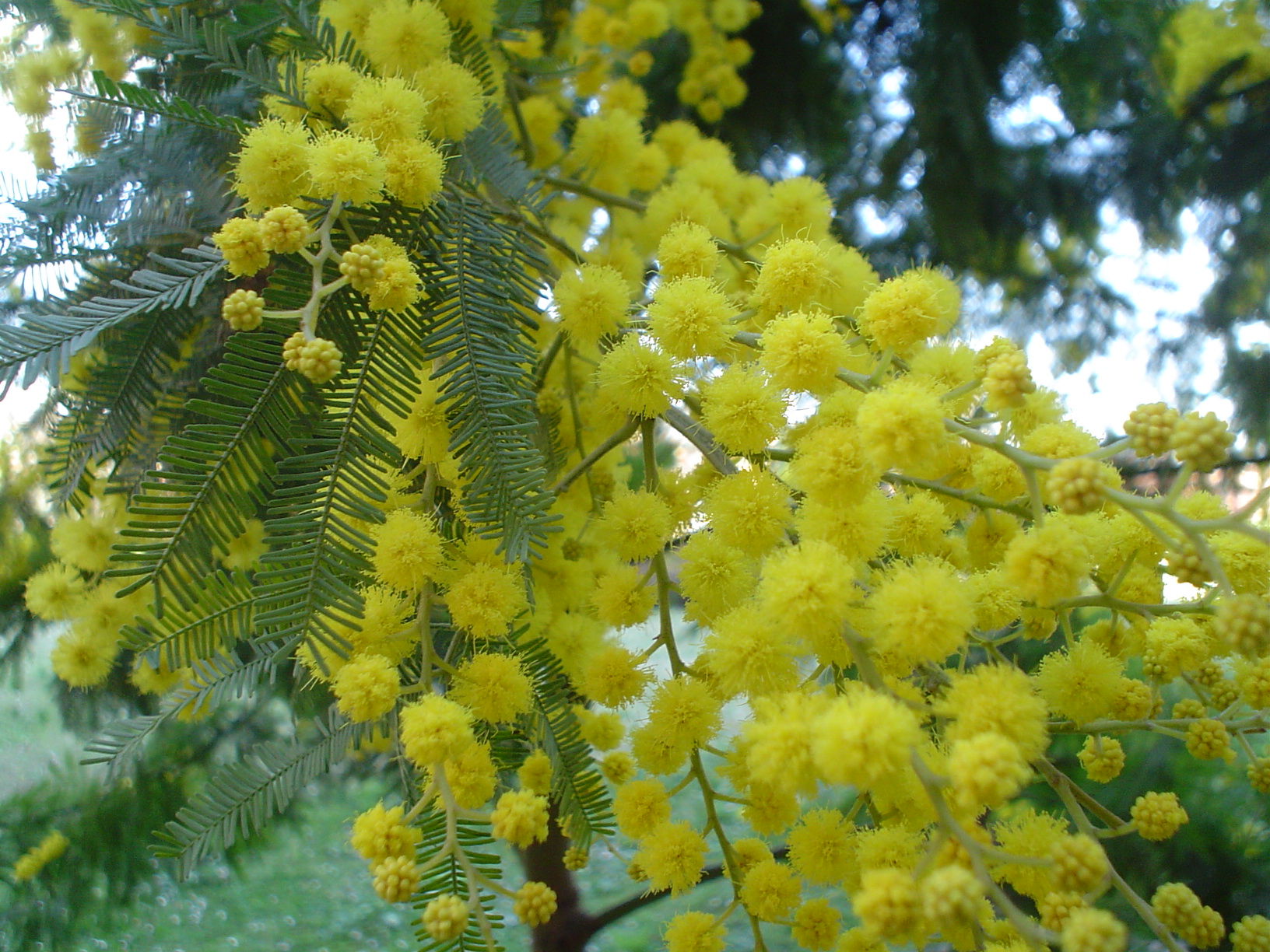mimosa