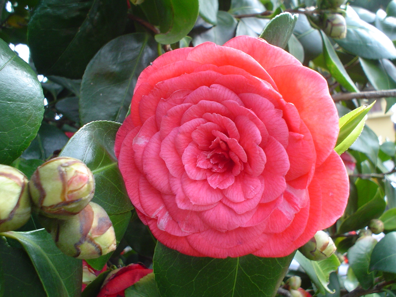 Camelia rosa