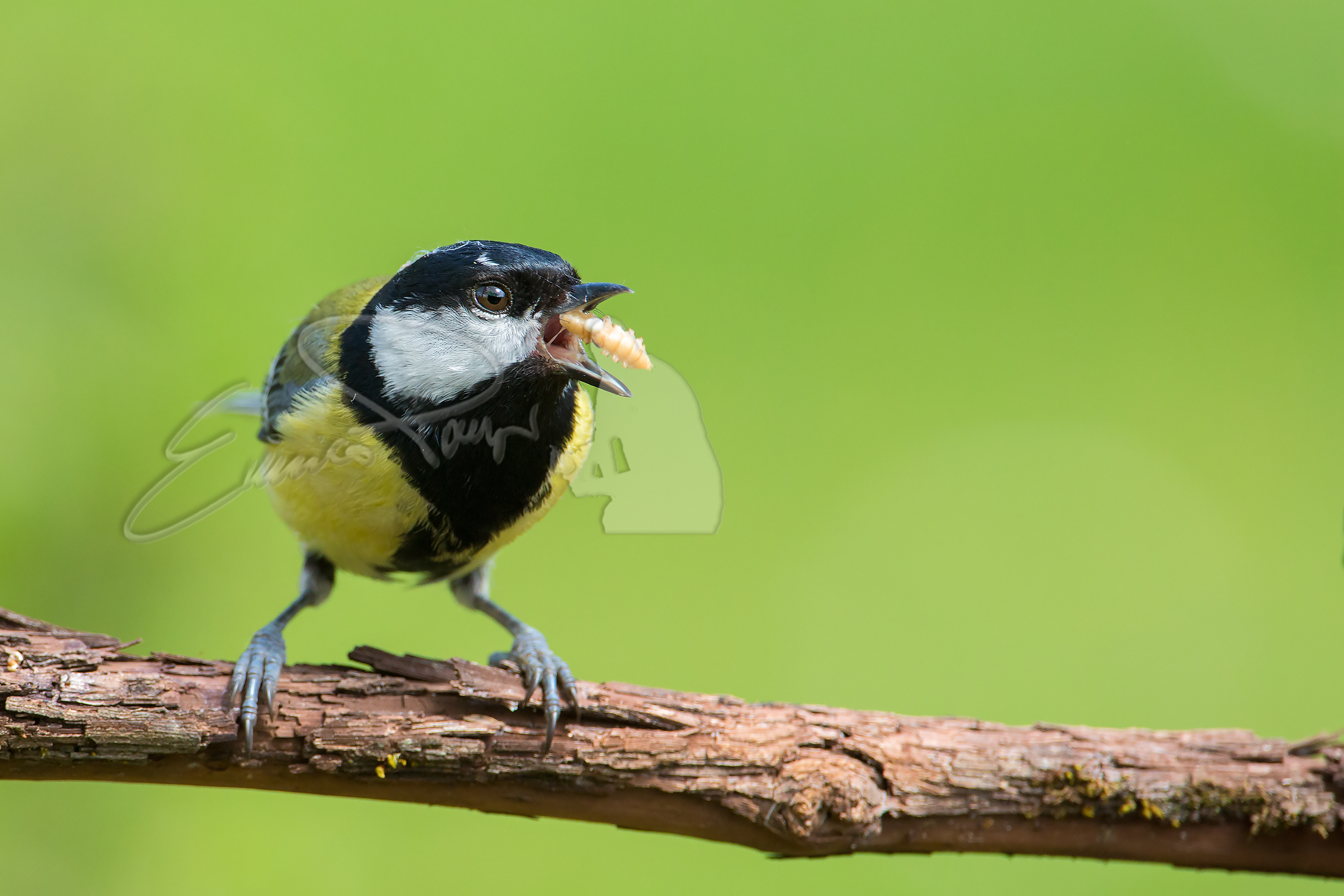 Cincia con boccone al volo