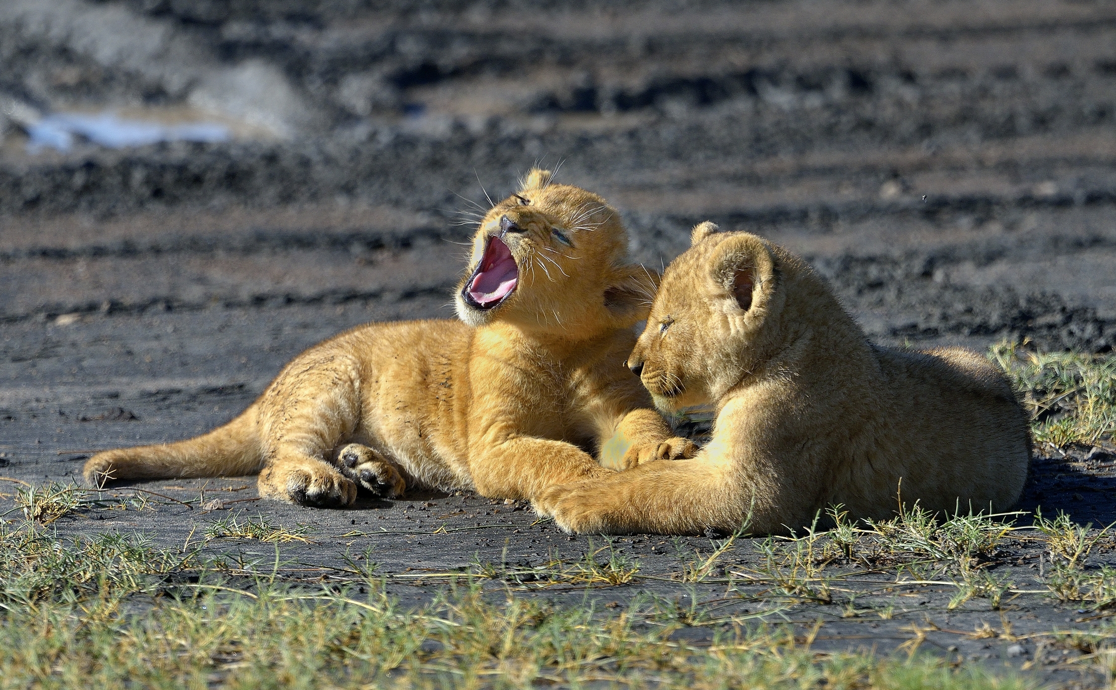 Ngorongoro Coservation Area - Il ringhio