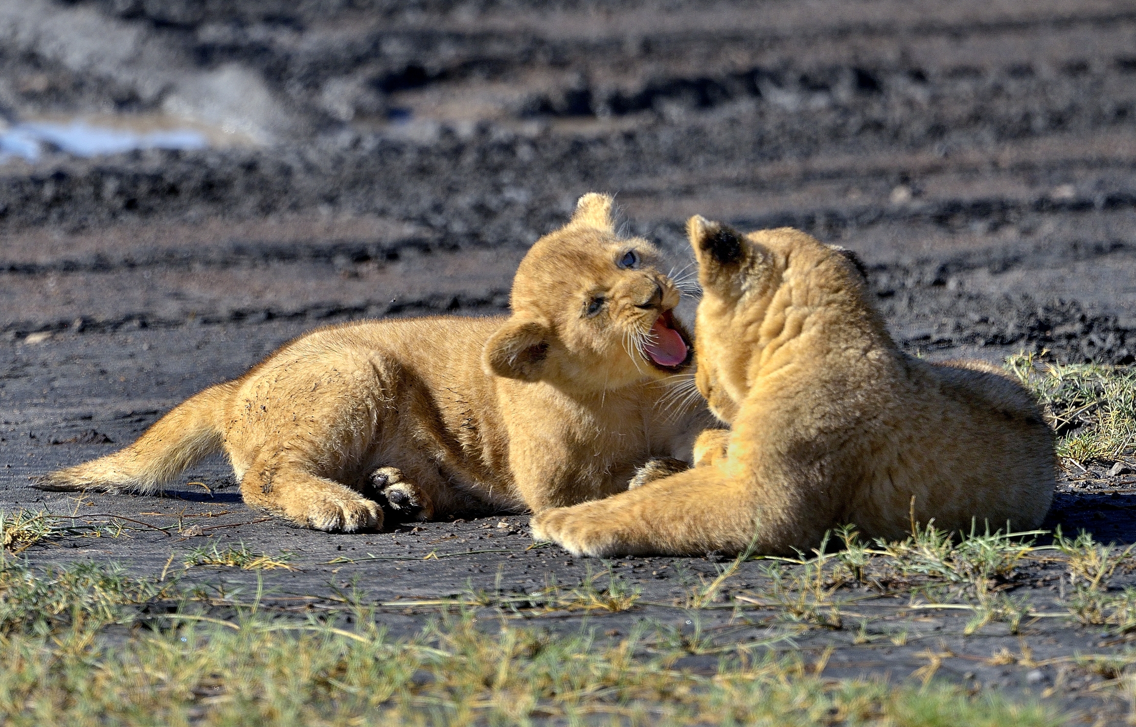 Ngorongoro Coservation Area - cuccioli di leone