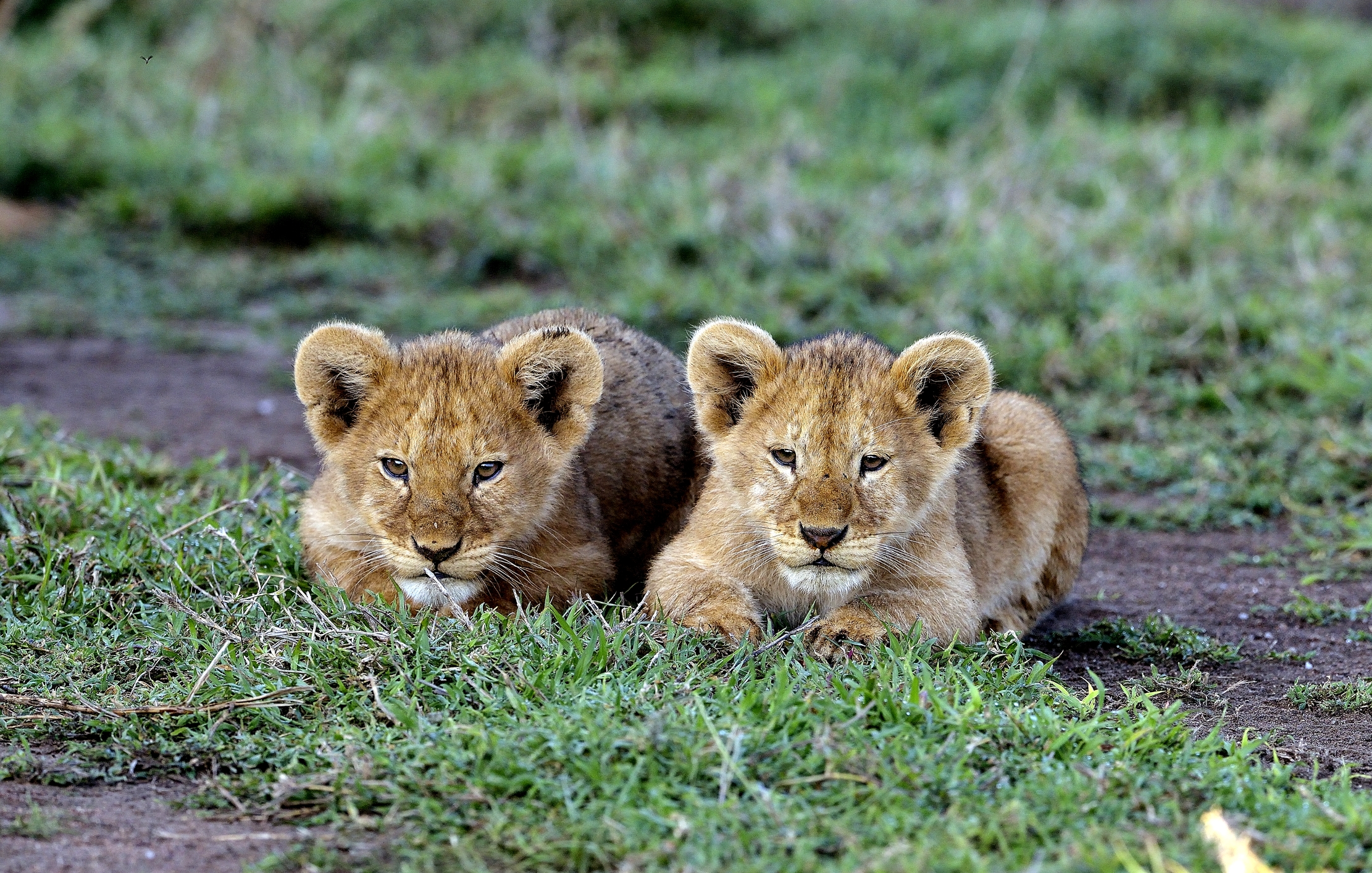 Serengeti - cuccioli di leone