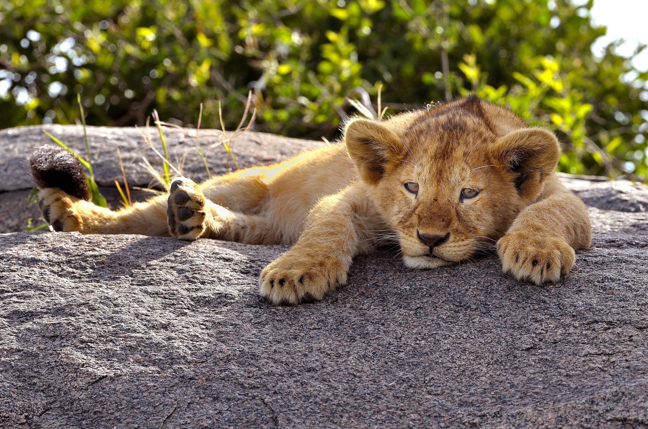 Serengeti - il sonno