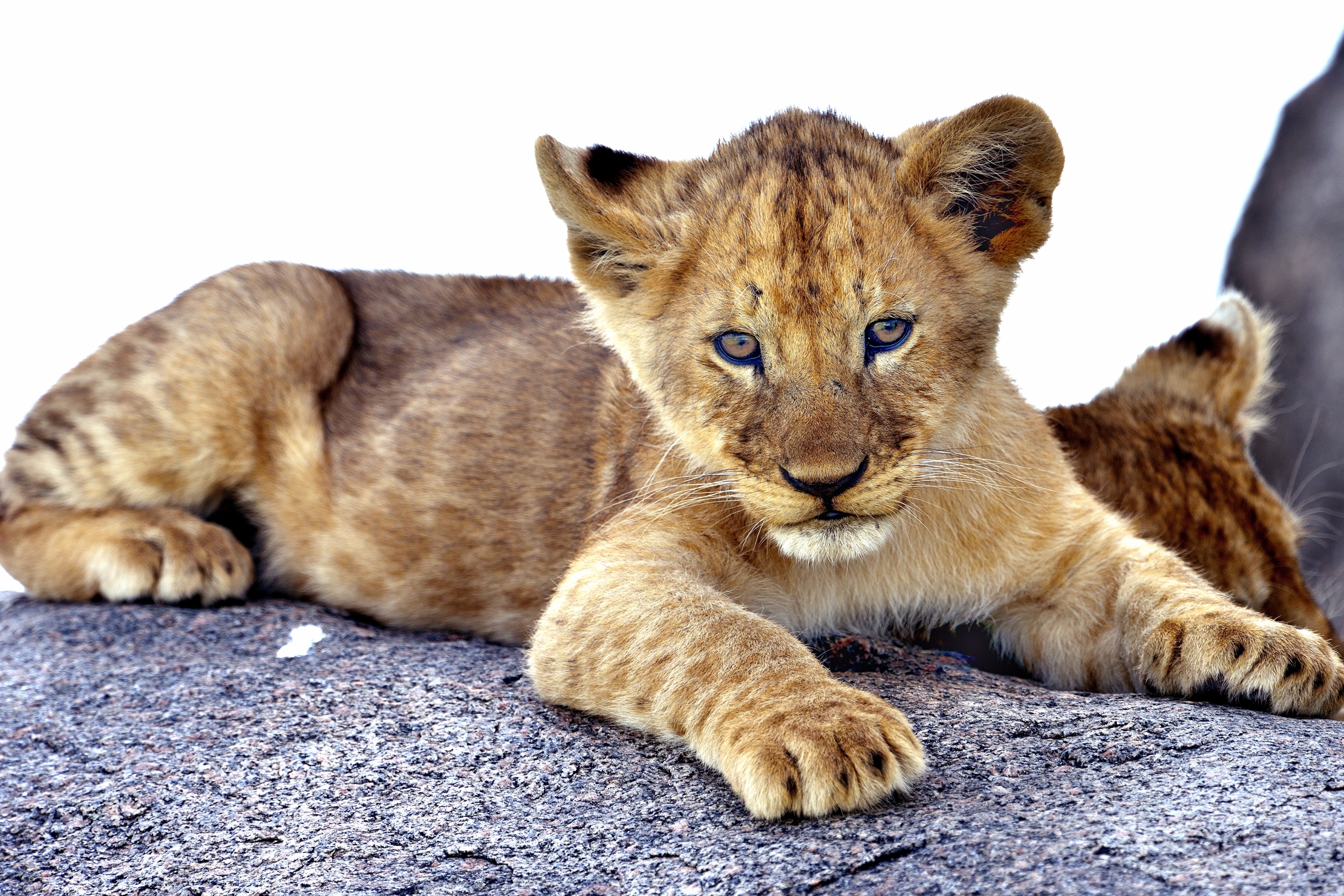Serengeti - cucciolo di leone