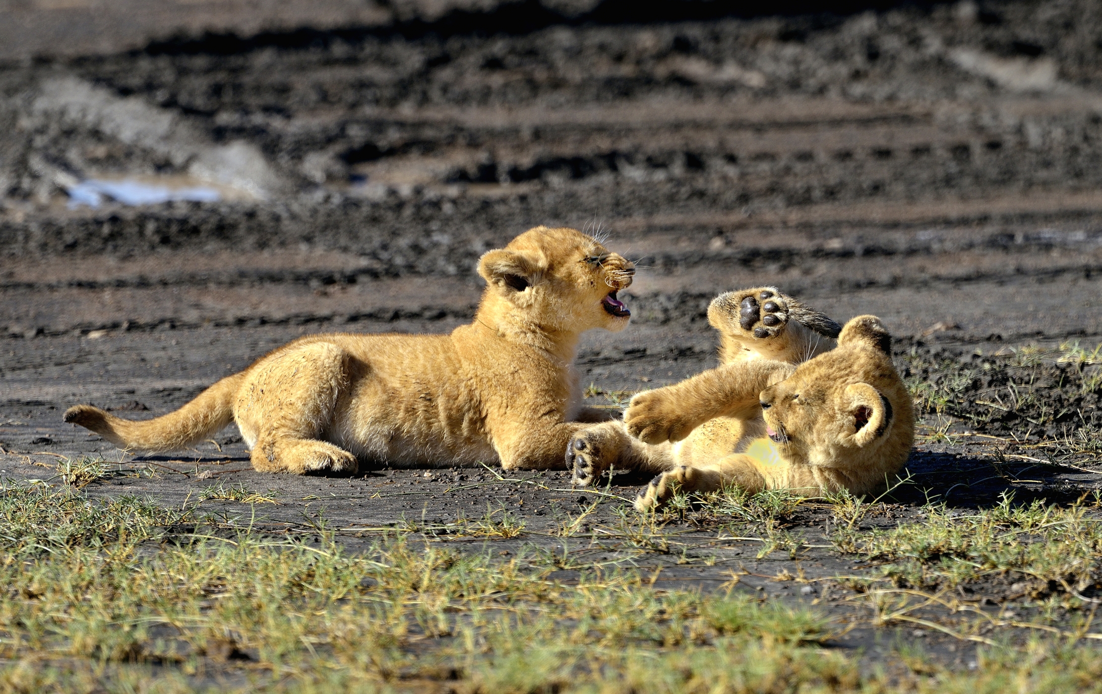 Ngorongoro Coservation Area - Il ringhio
