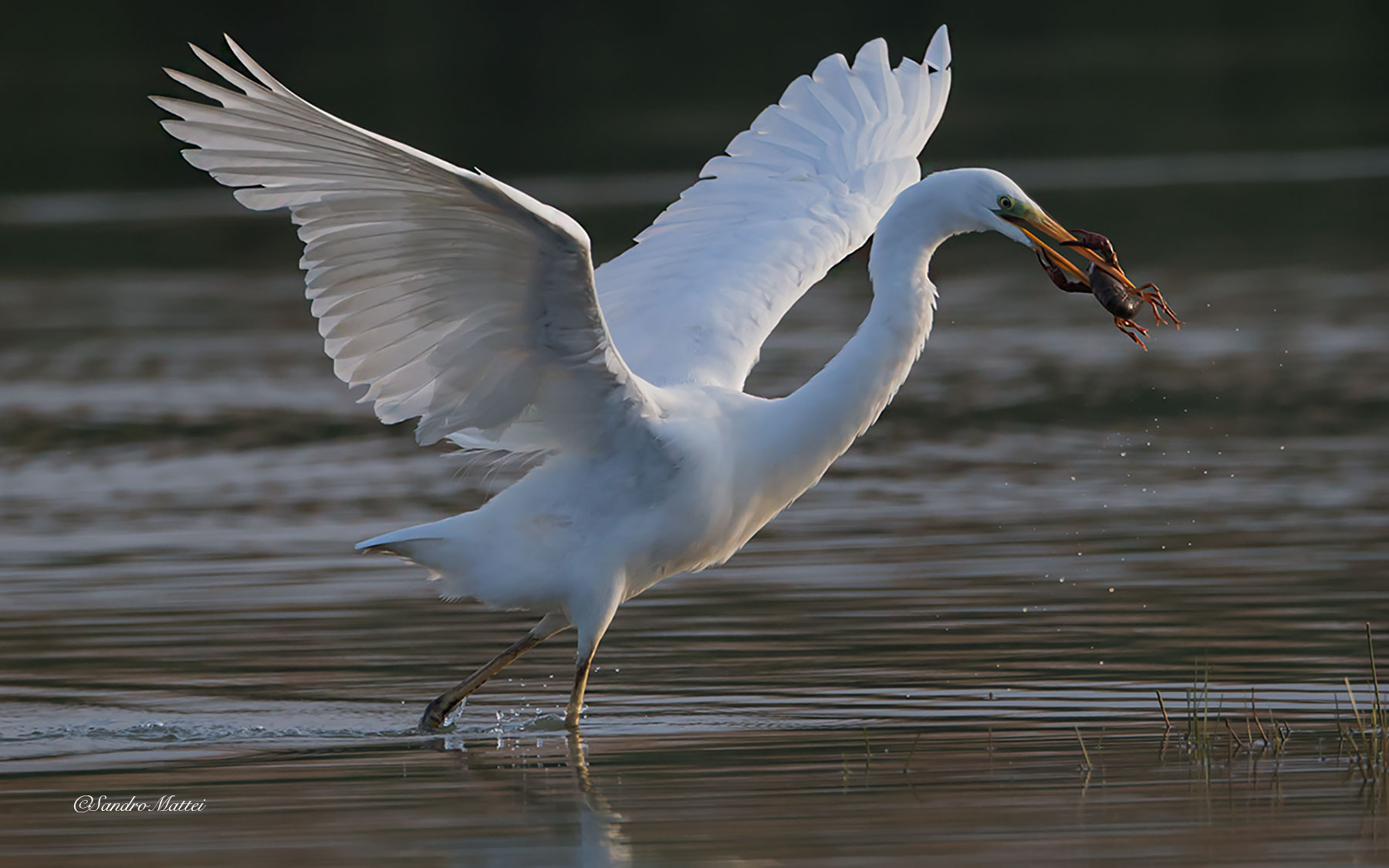 .....vieni ....ti salvo io......