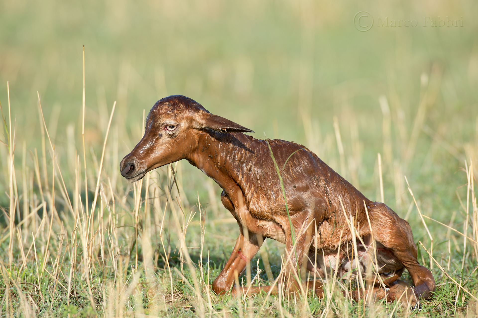The Froza to start living