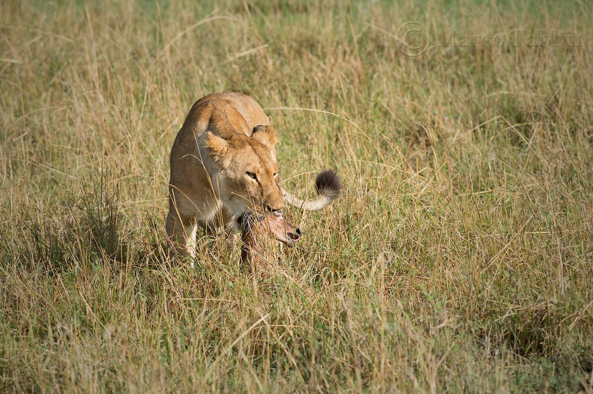 The end of a New Life