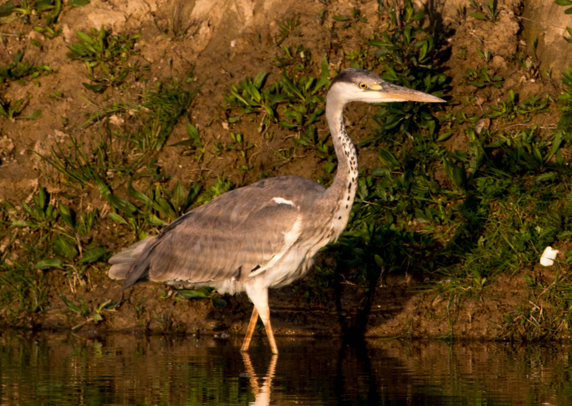 Alla Luce Del Tramonto 1