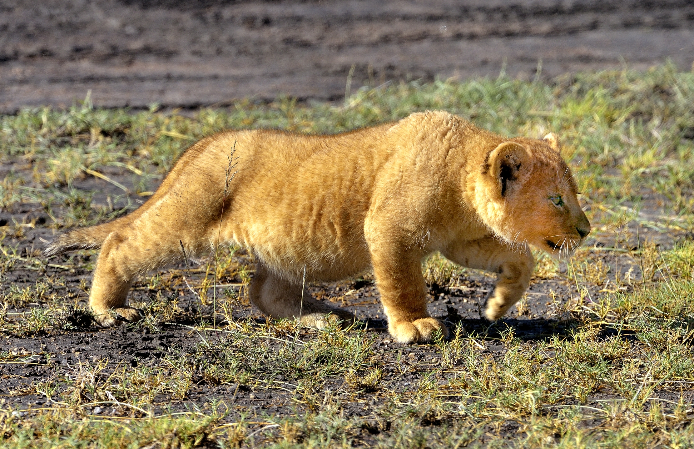 Ngorongoro Coservation Area - L'agguato