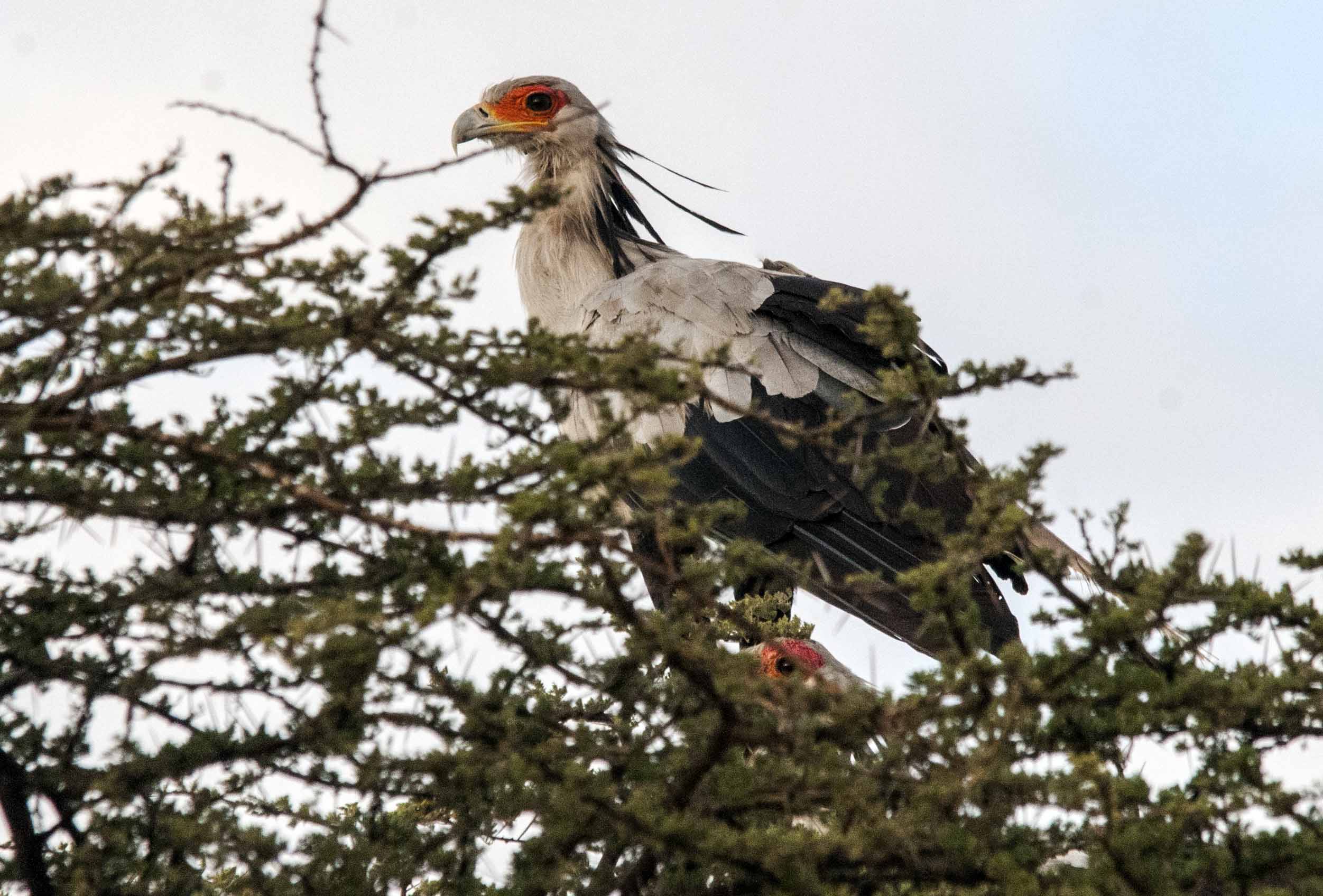 Sagittarius serpentarius