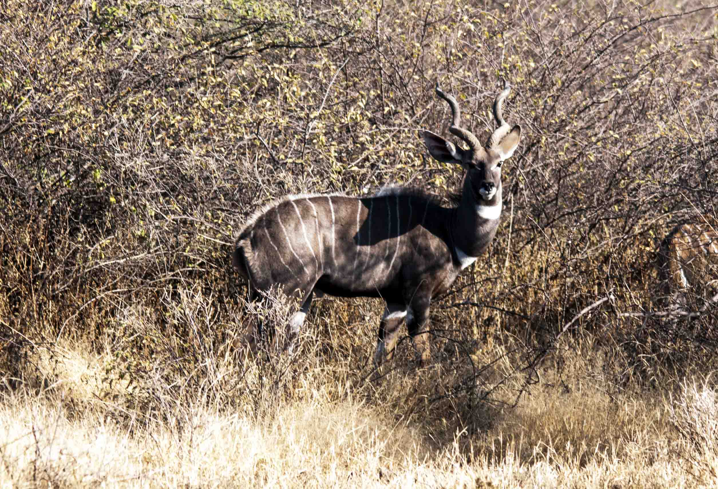 Kudu minore - Awash - Etiopia