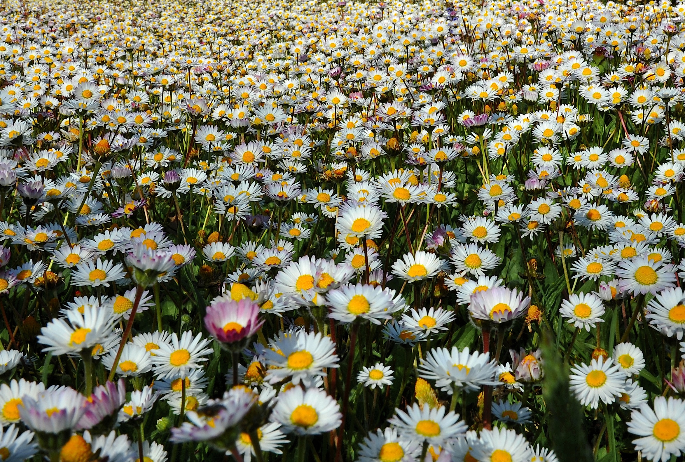 L'esuberanza della Primavera