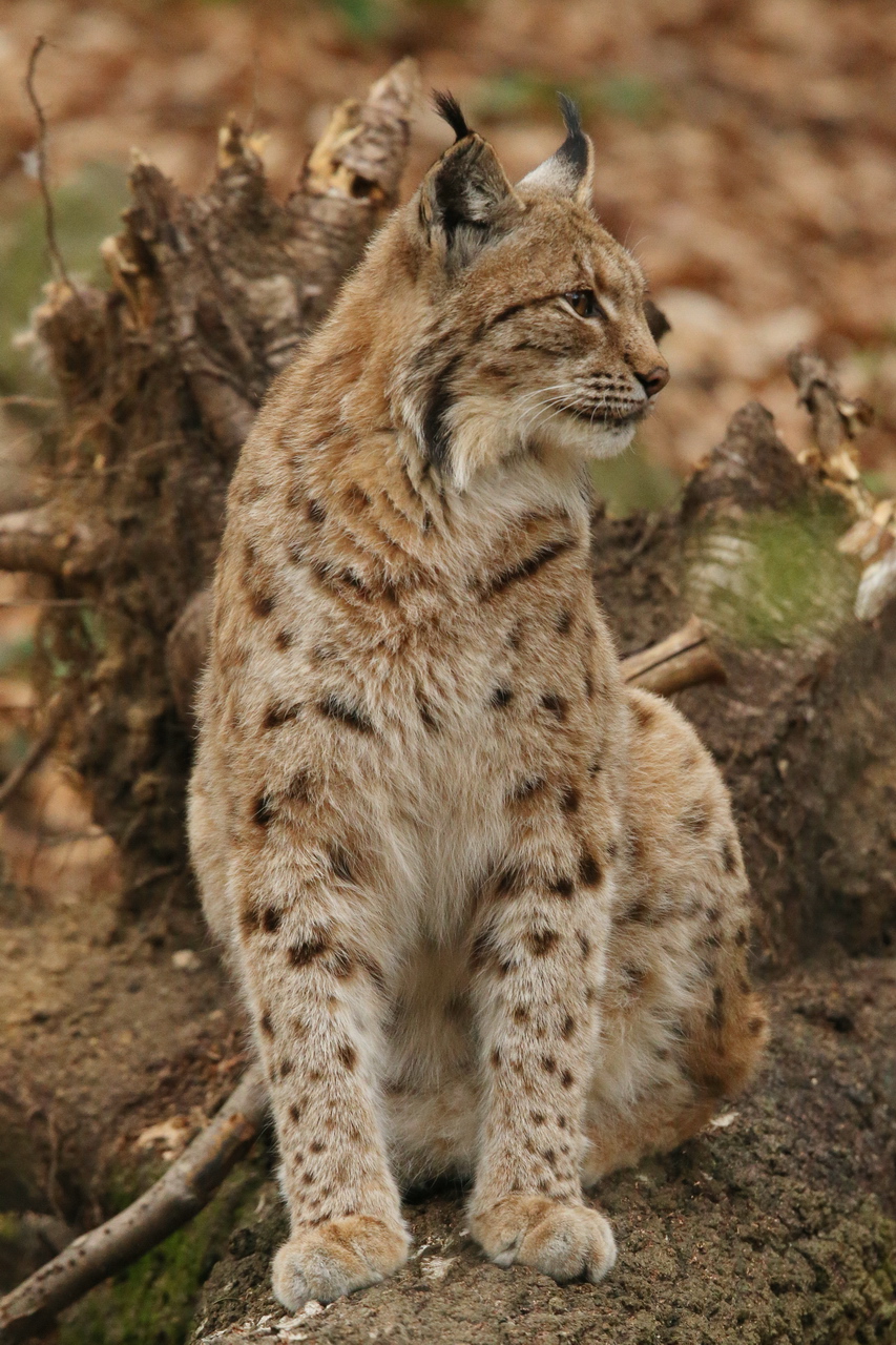 Lince