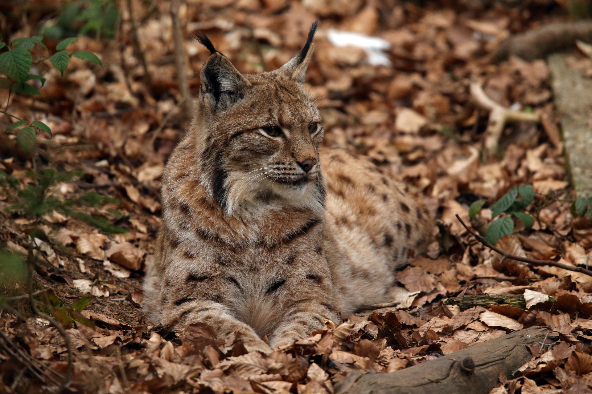 Lince