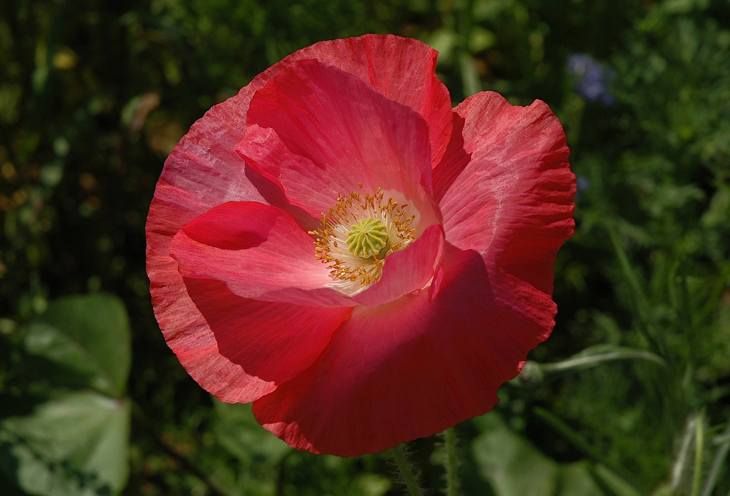 Beautiful poppies .....