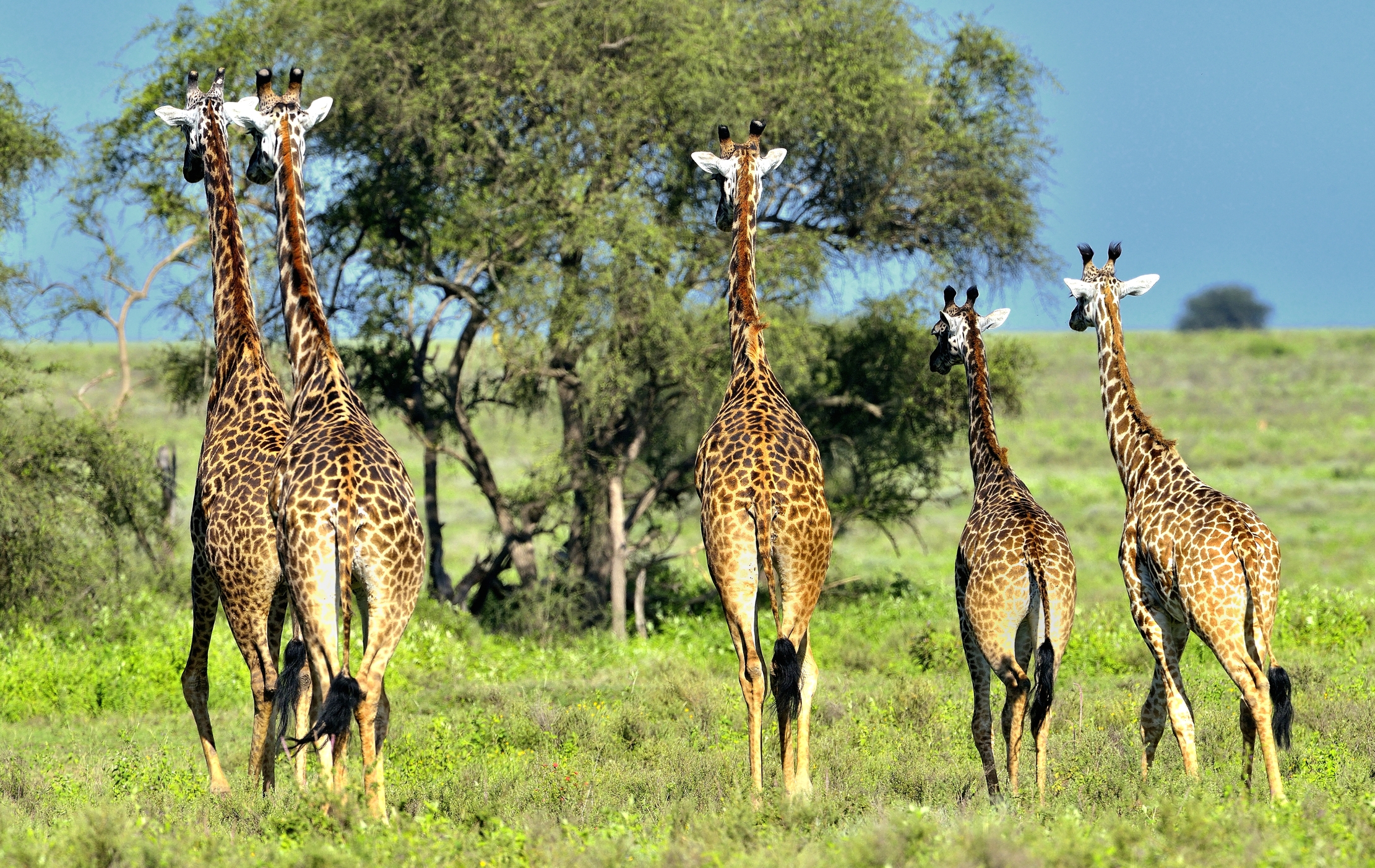 Ngorongoro Conservation Area - Giraffe