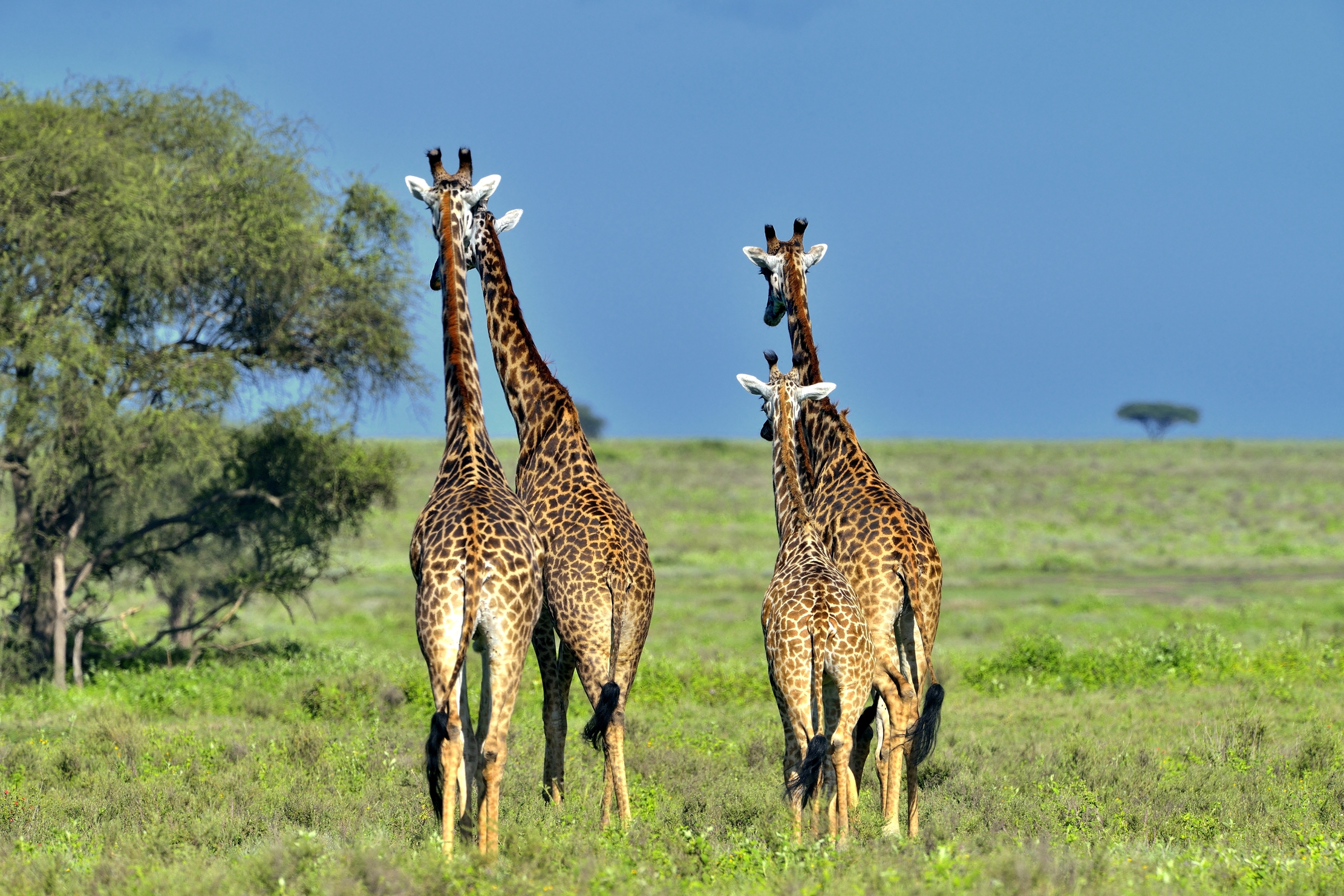 Ngorongoro Conservation Area - Giraffe