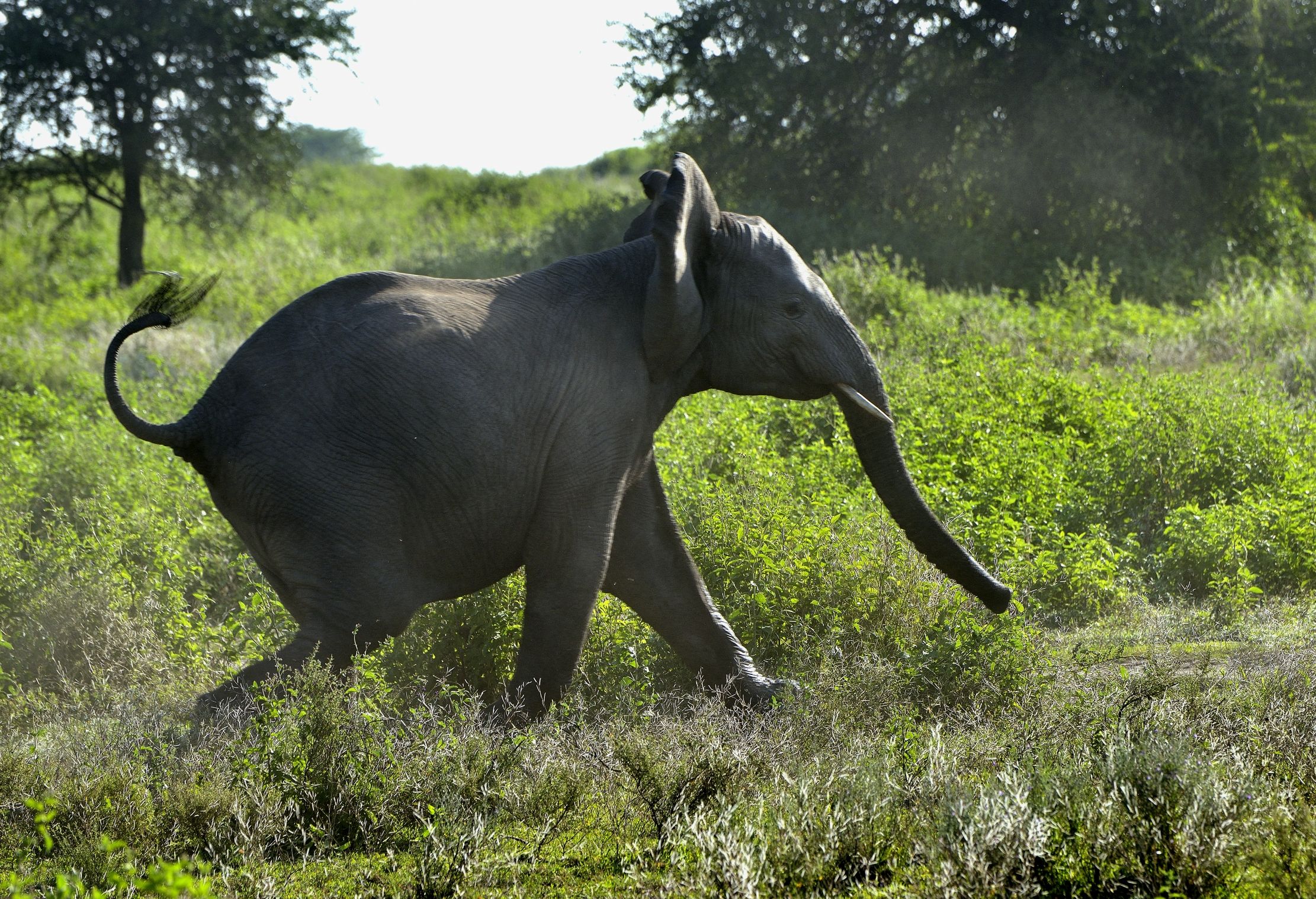 Ngorongoro Conservation Area - Elefantino in corsa