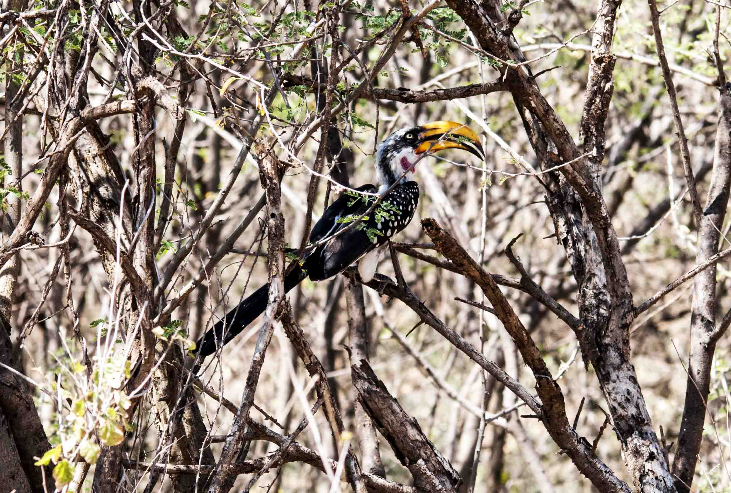 Bucero beccogiallo - Tockus flavirostris