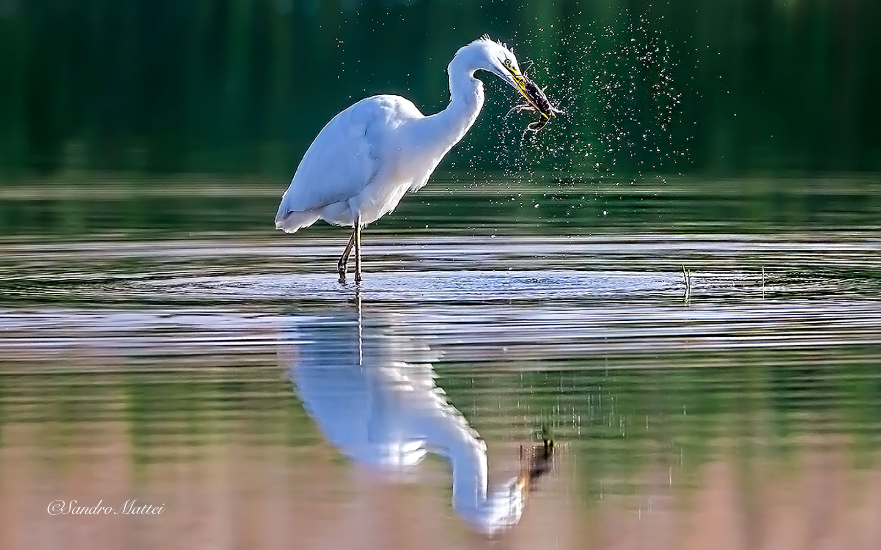 .....scrollatina.......