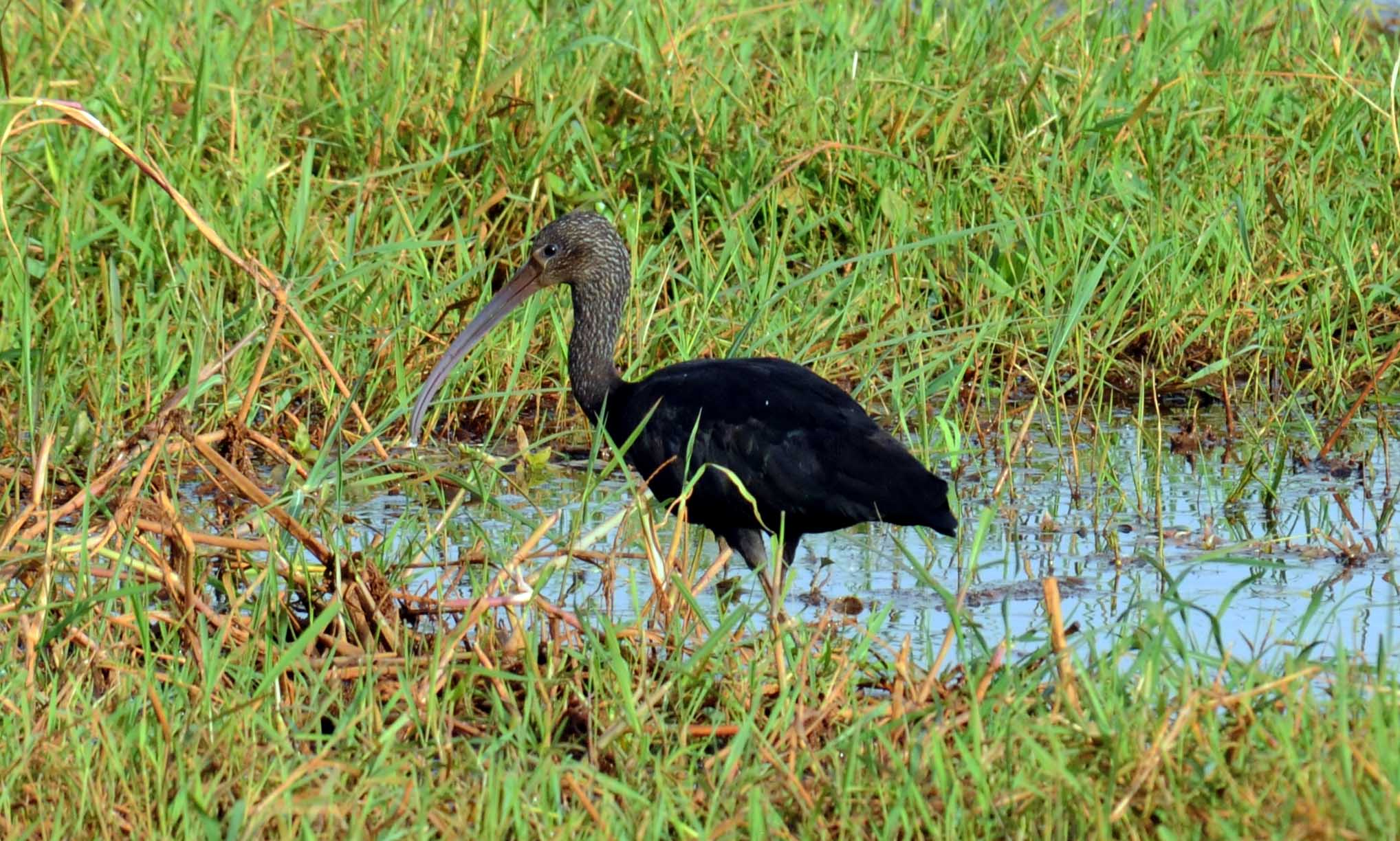 Glossy Ibis - Glossy Ibis