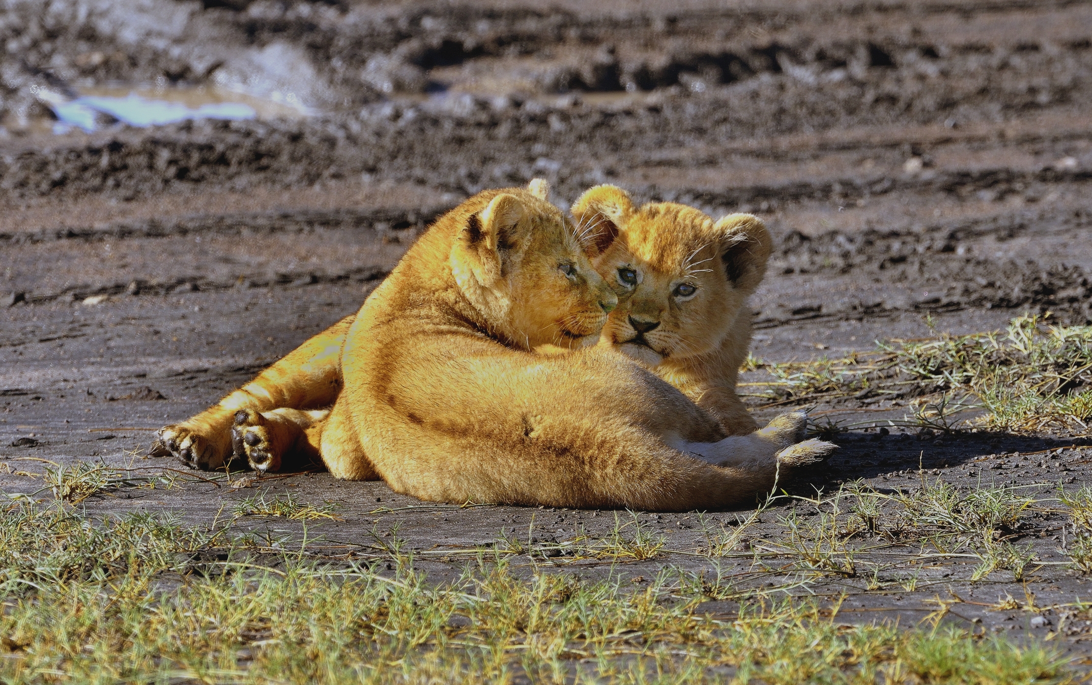 Ngorongoro Coservation Area - cuccioli di leone