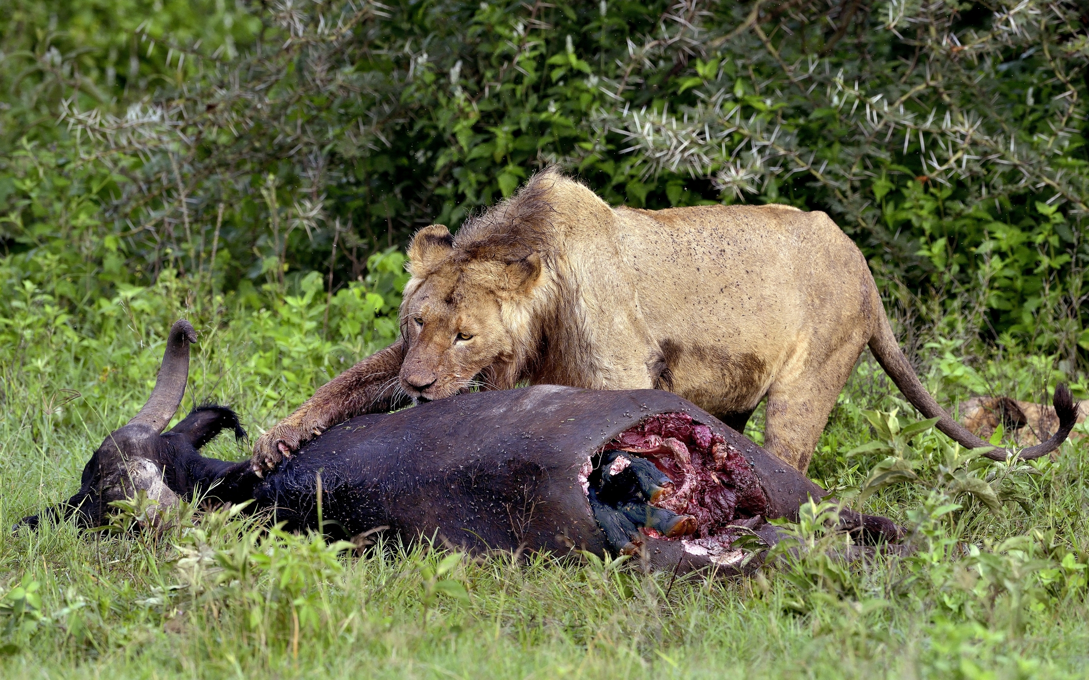 Ngorongoro Crater - Leoni con preda ....e feto..