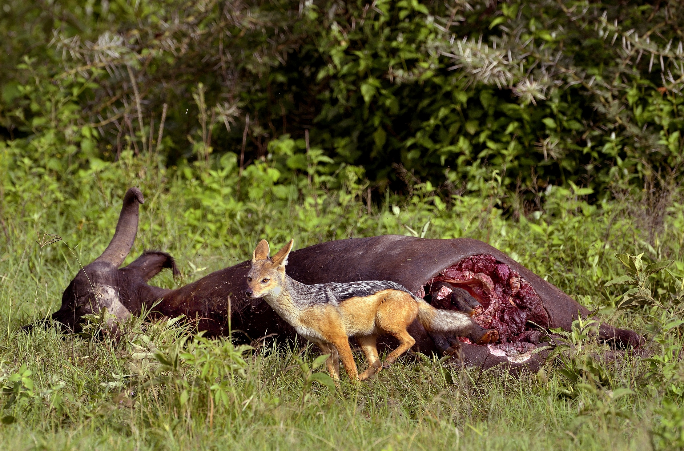 Ngorongoro Crater - Leoni con preda, sciacallo e.. feto