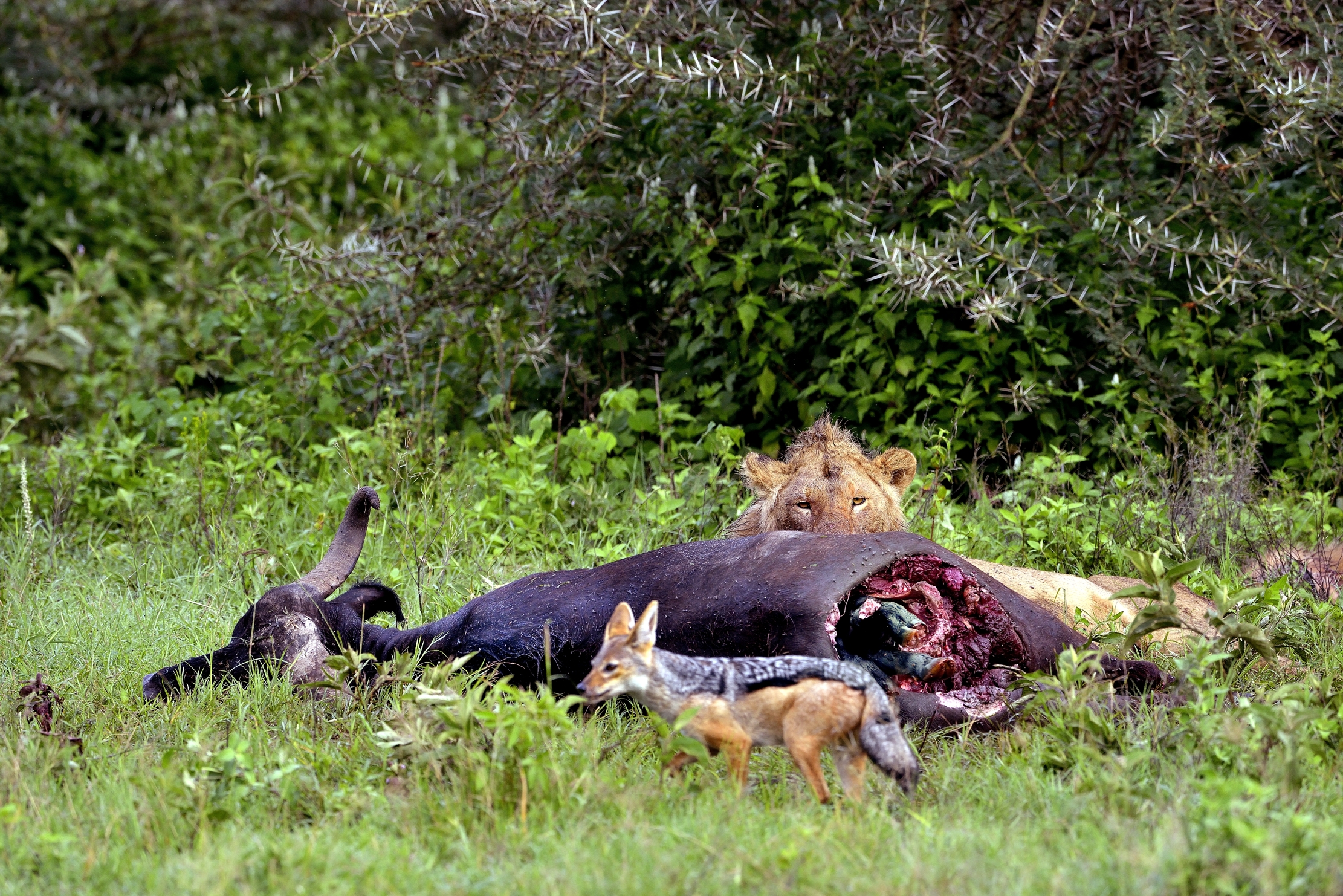 Ngorongoro Crater - Leoni con preda, sciacallo e.. feto