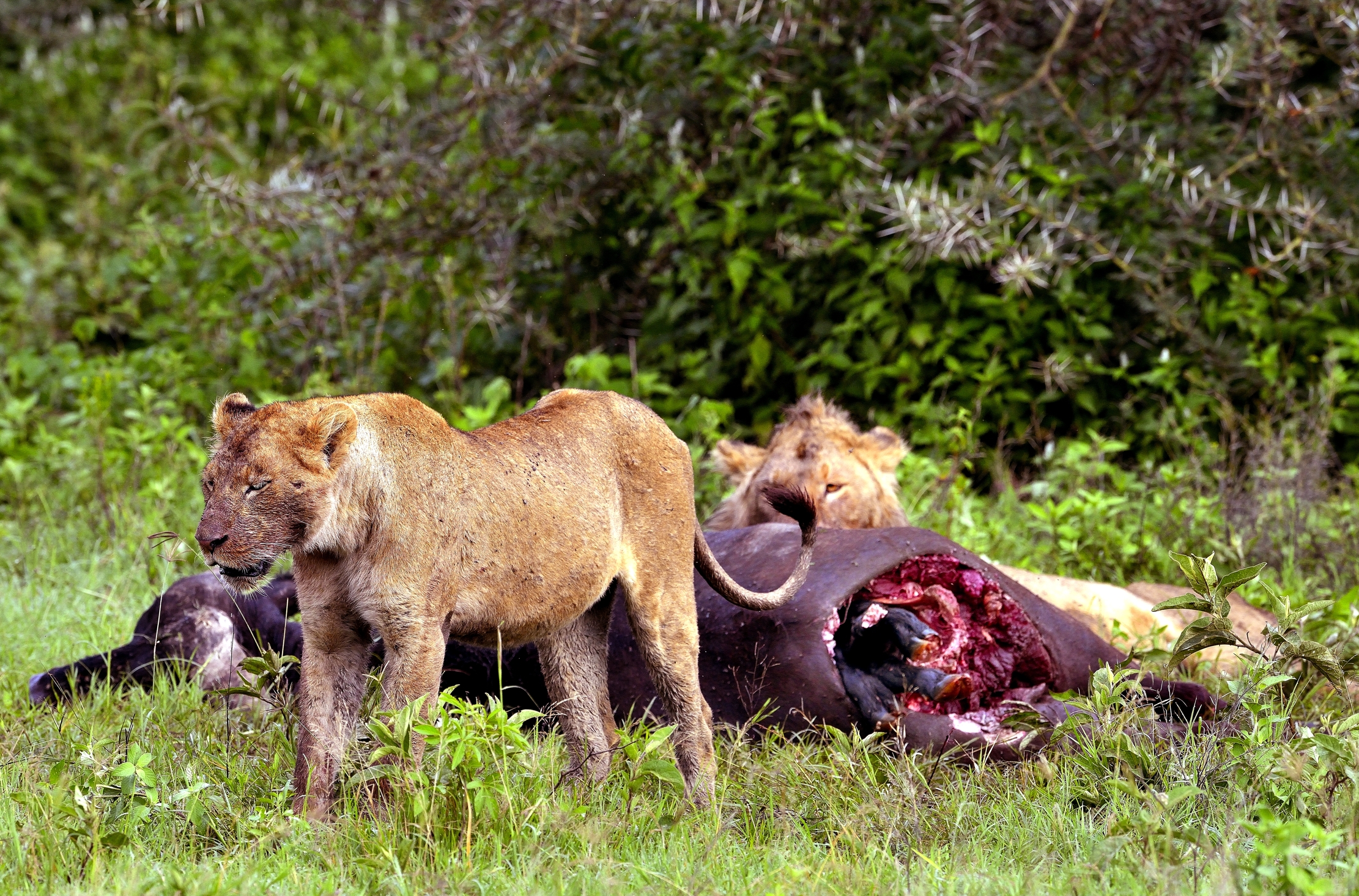 Ngorongoro Crater - Leoni con preda e... feto..