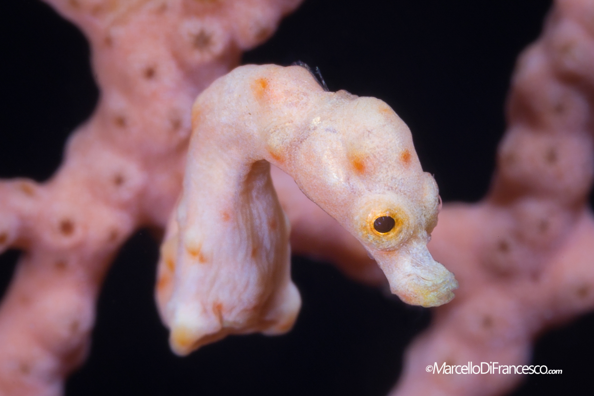 Pygmy Seahorse
