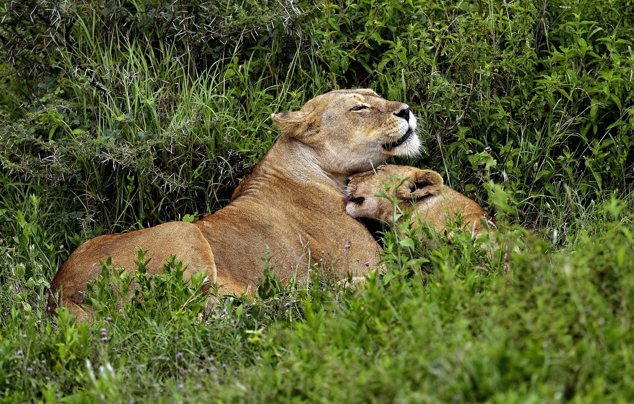 Ngorongoro Coservation Area - Leonessa con cucciolo