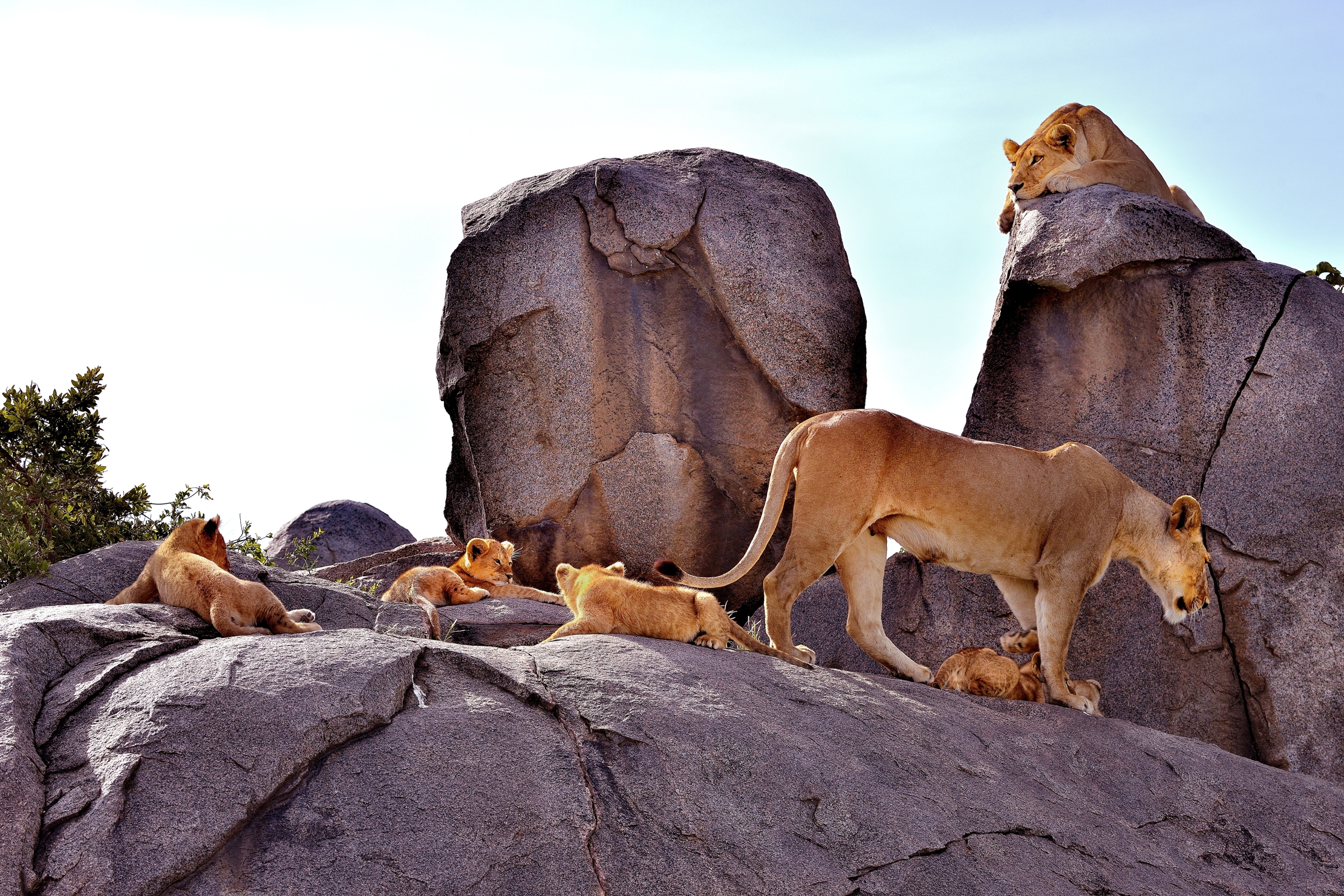 Serengeti - Leonesse con cuccioli