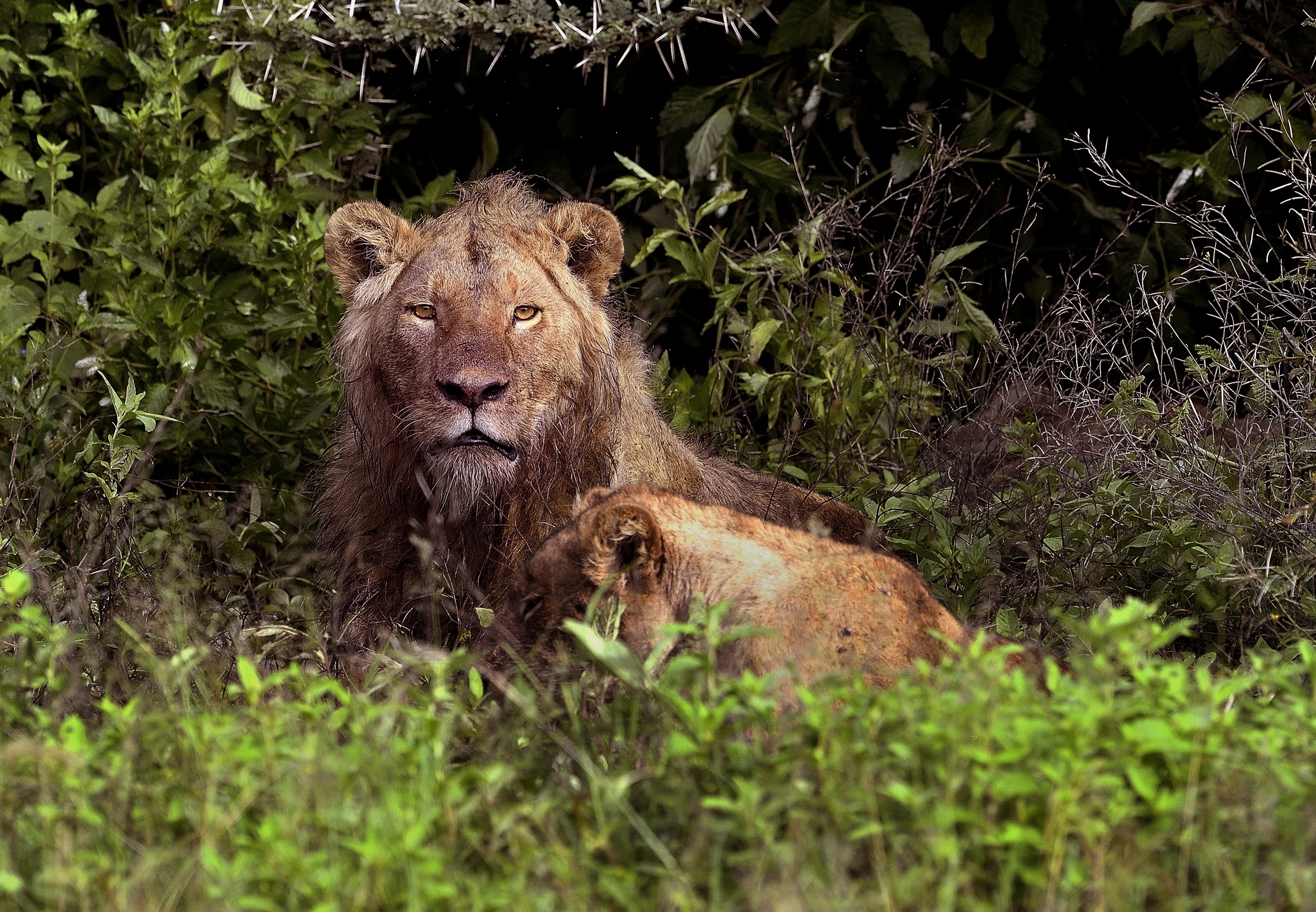 Ngorongoro crater - Leoni