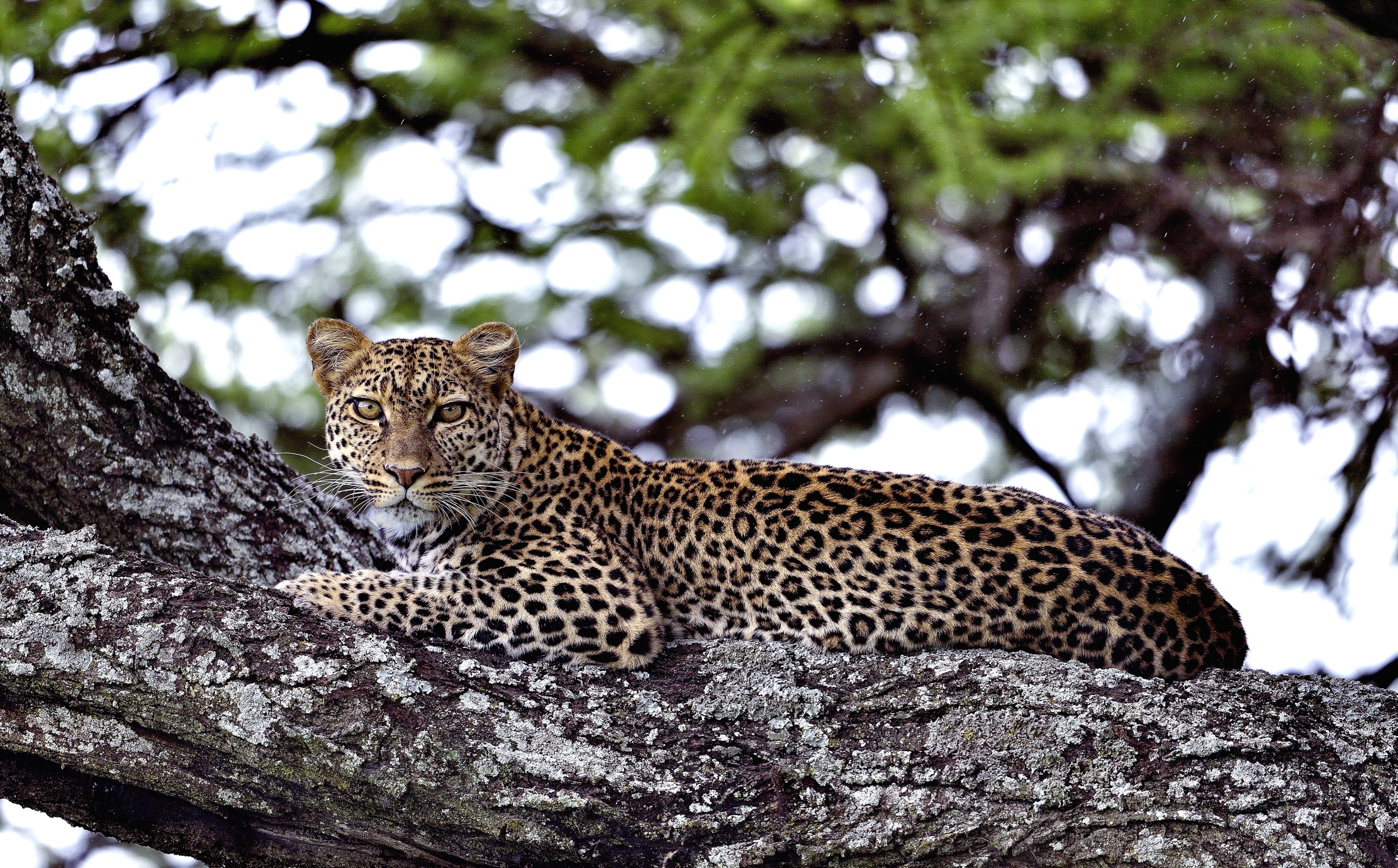 Ngorongoro Conservation Area - leopardo